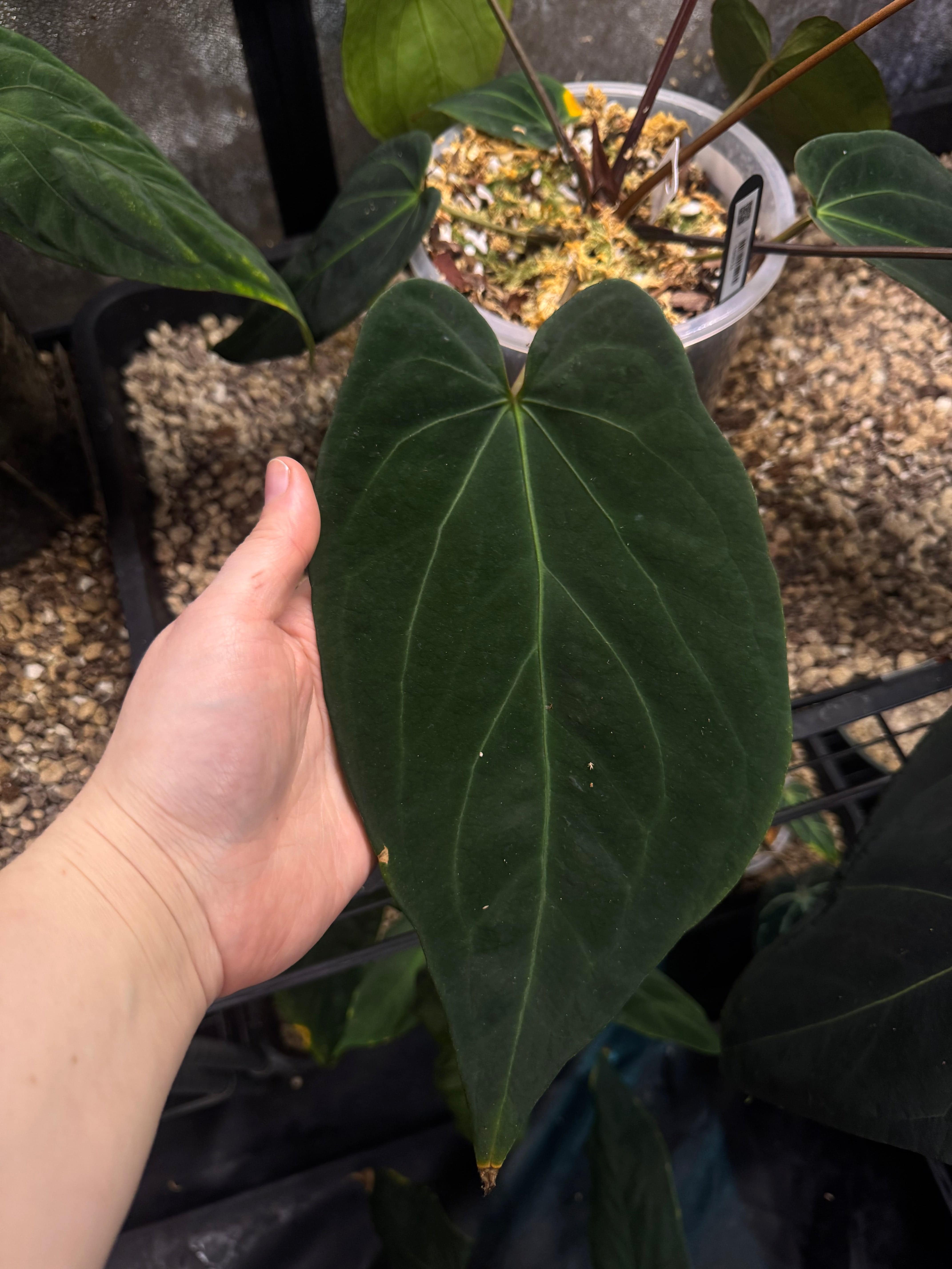 NFS: Anthurium Black Widow '13' X Red Velvet Cake '24' - SMUKHI
