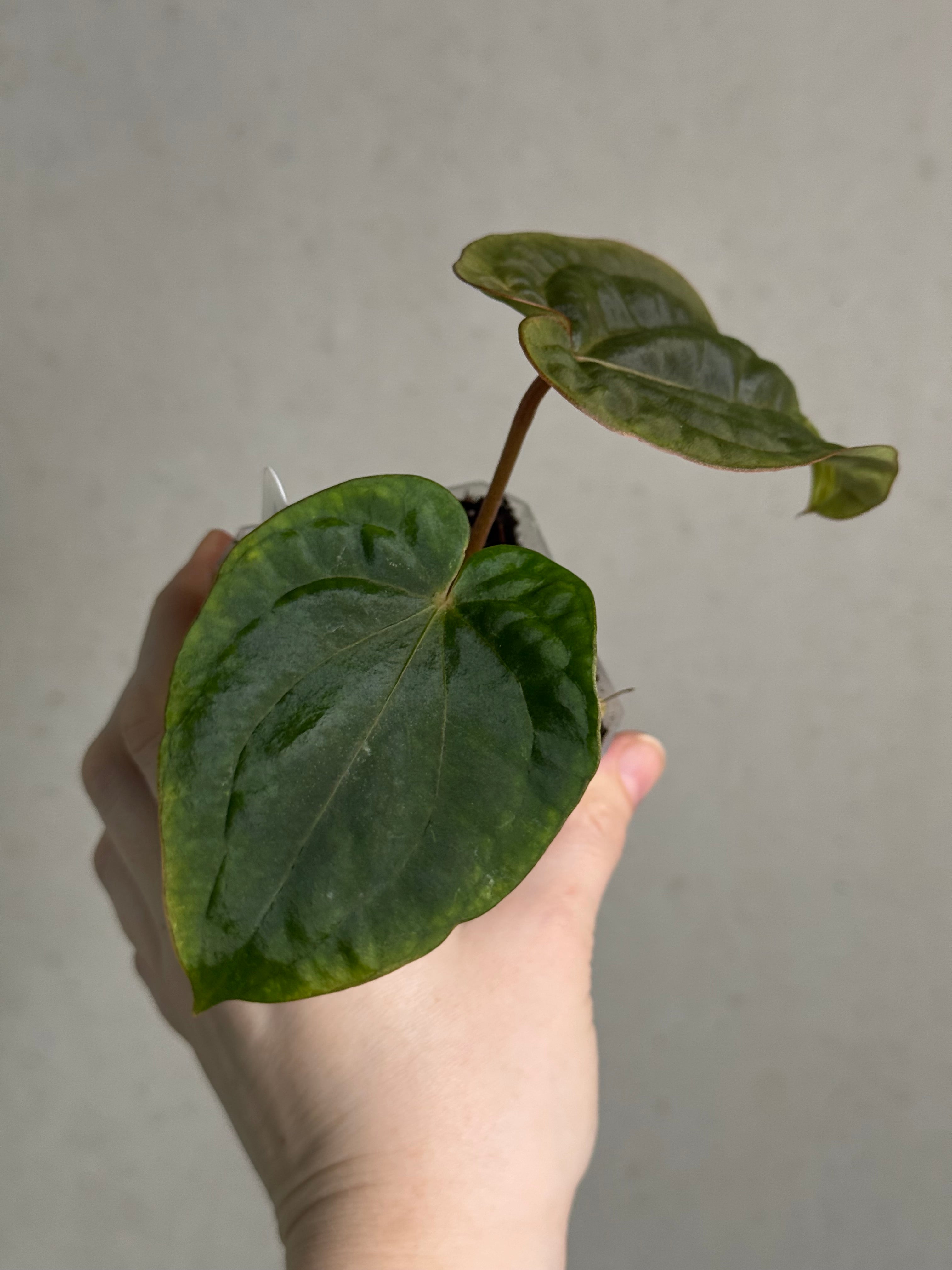 Anthurium Dressleri NSE 'Obsidian' x RG - Sad Plant - SMUKHI