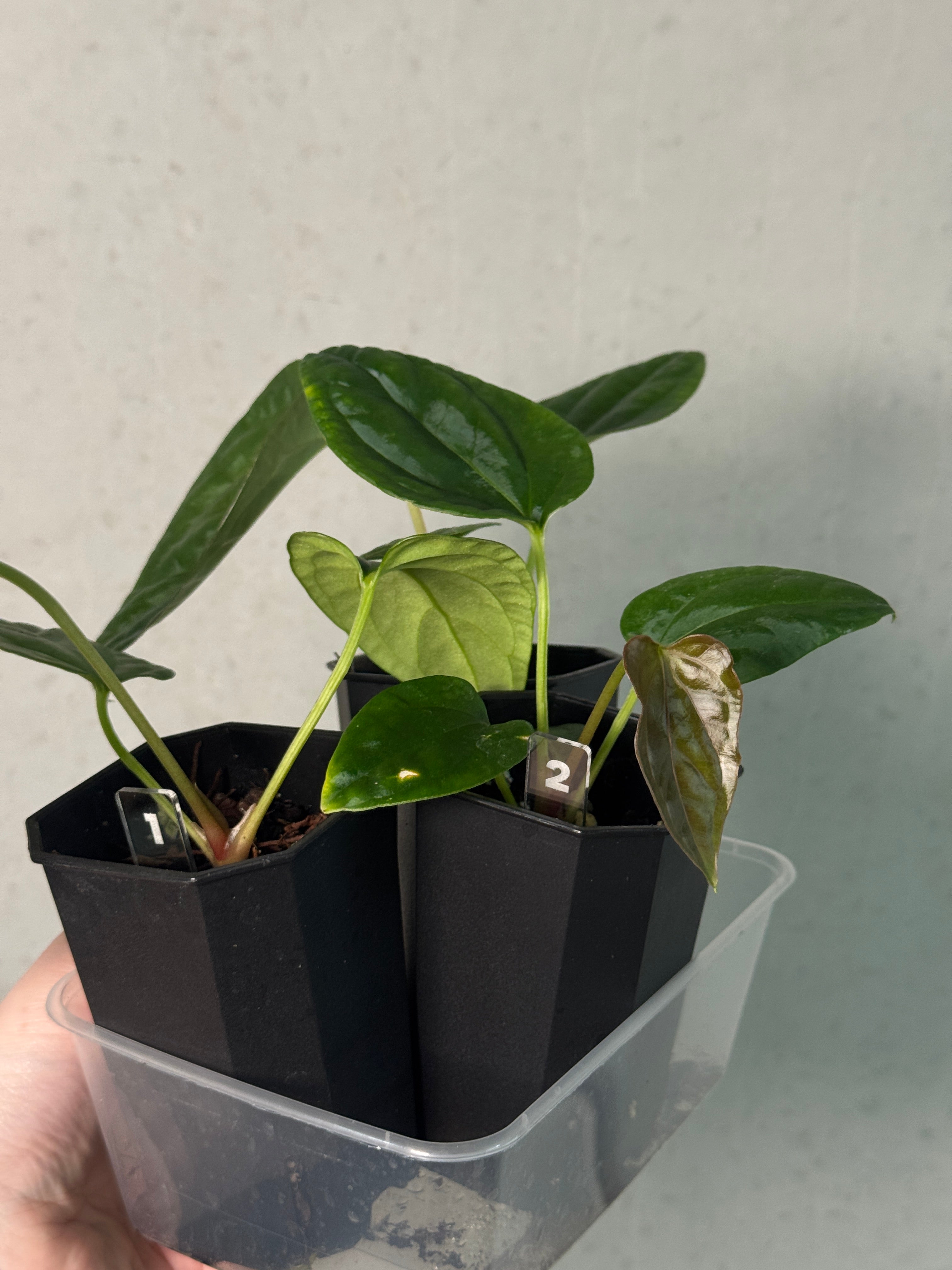 Anthurium Mr. Worldwide x Debile