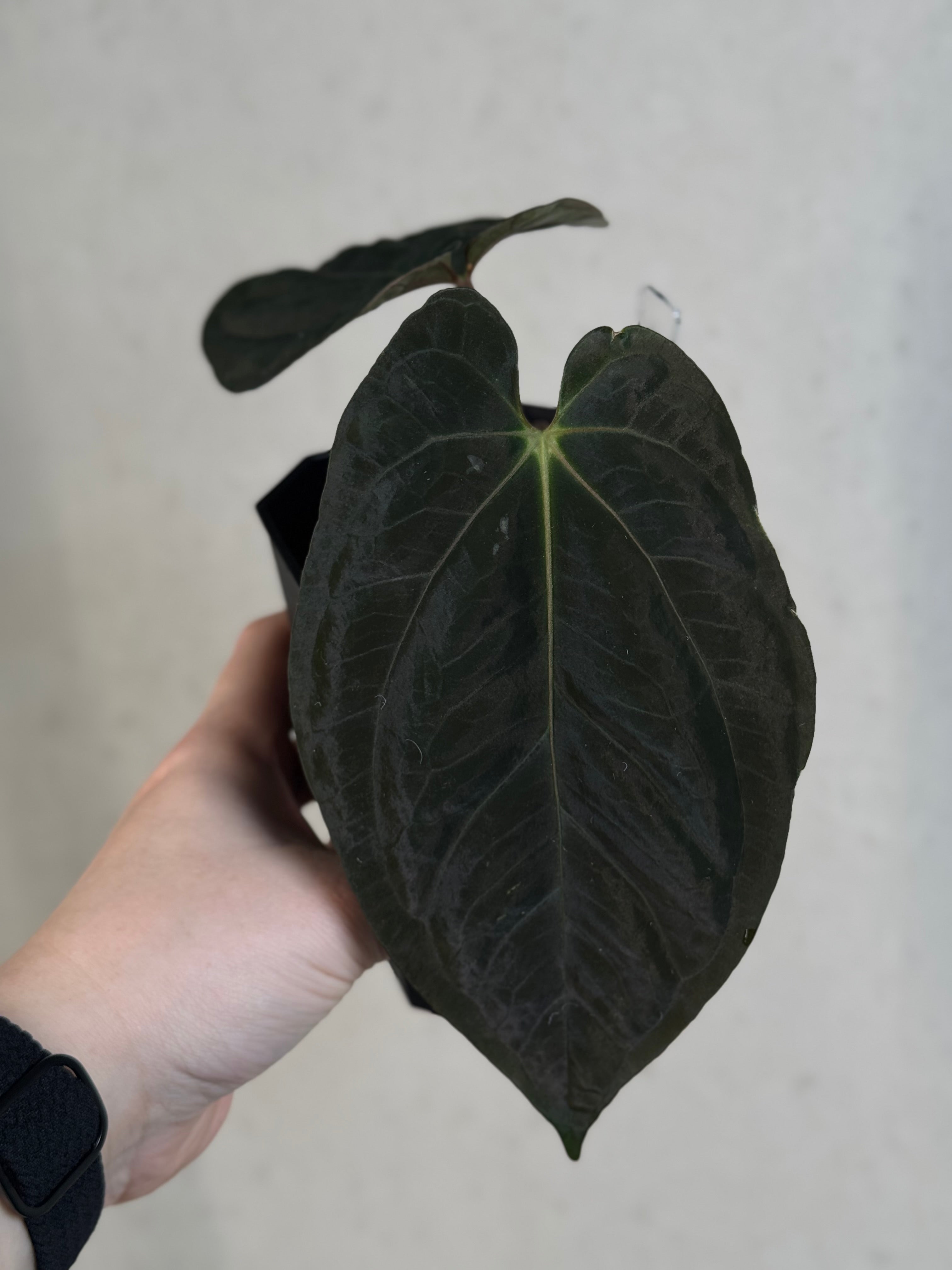 Anthurium Goliath x self