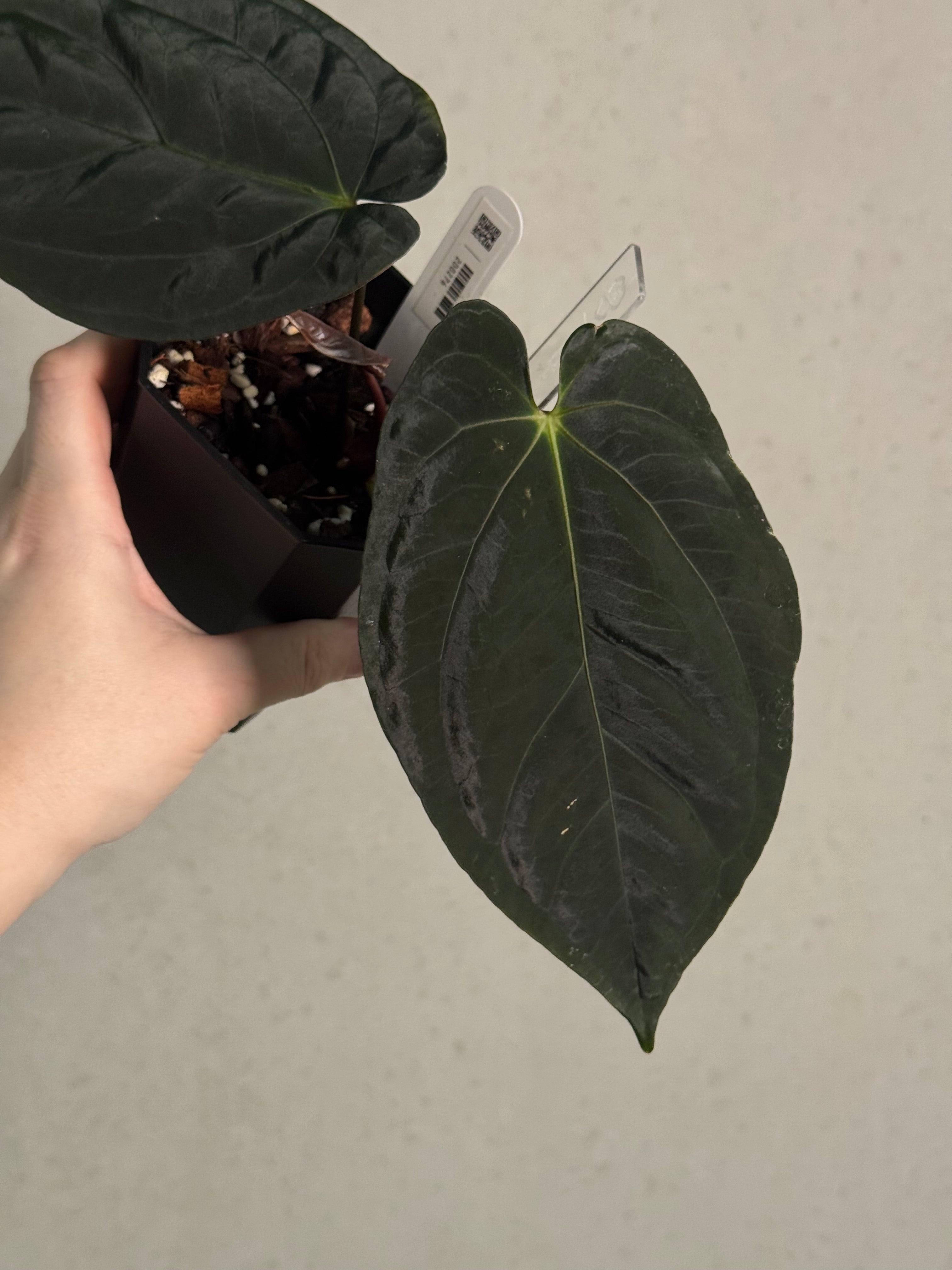 Anthurium Goliath x self