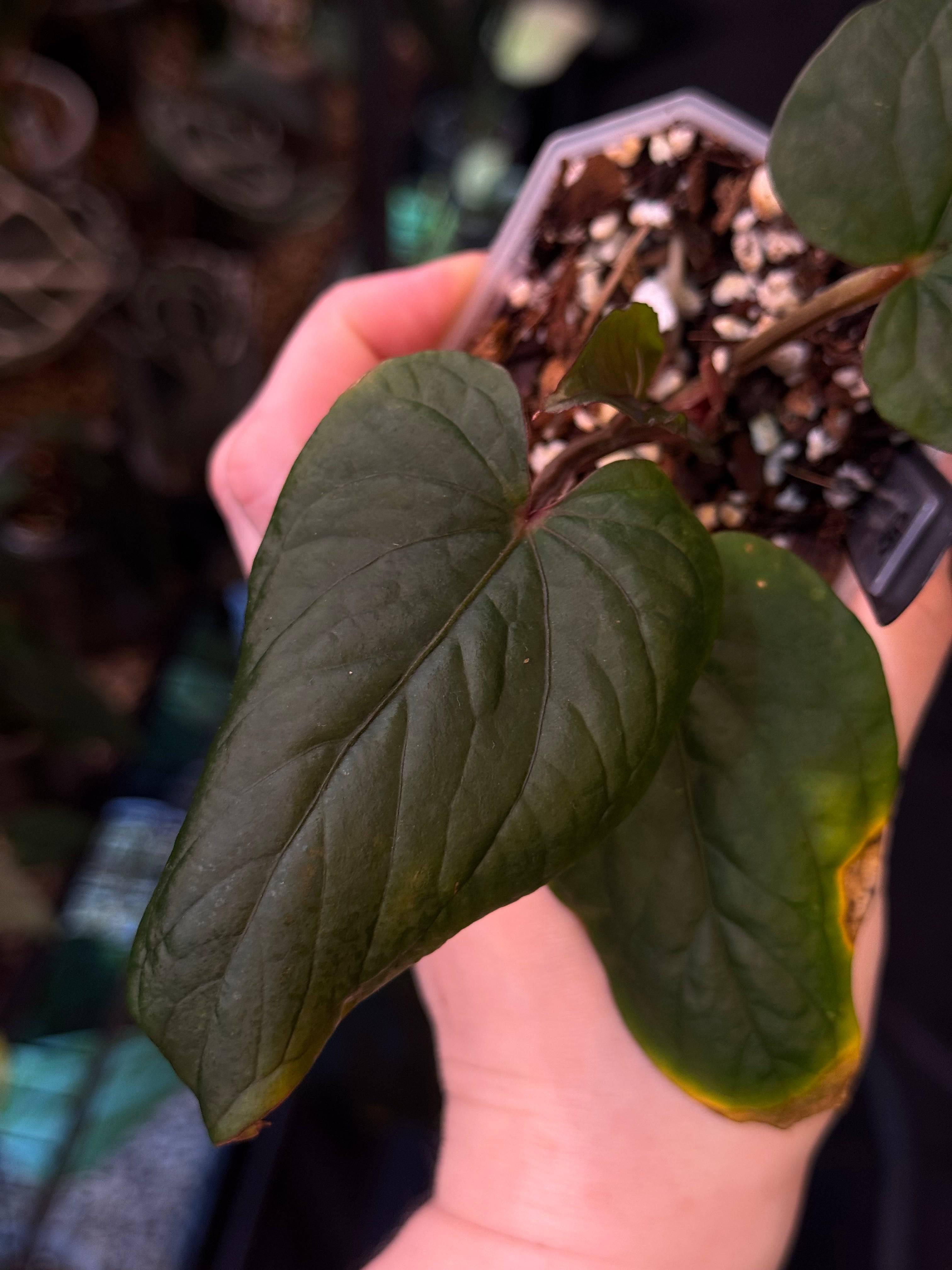 NFS: Anthurium Kunayalense F1 - SMUKHI