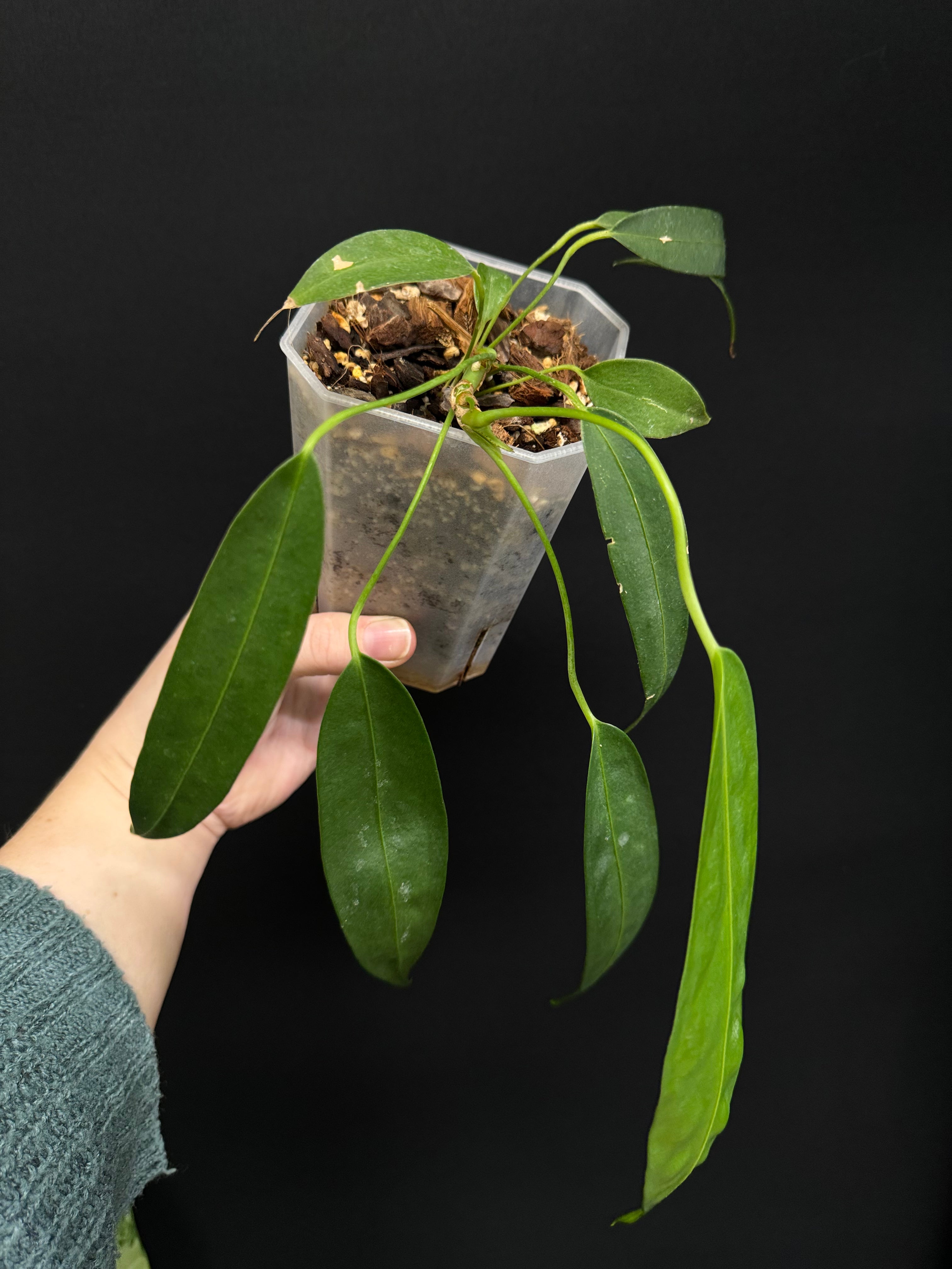 Anthurium Wendlingeri - Small/Medium