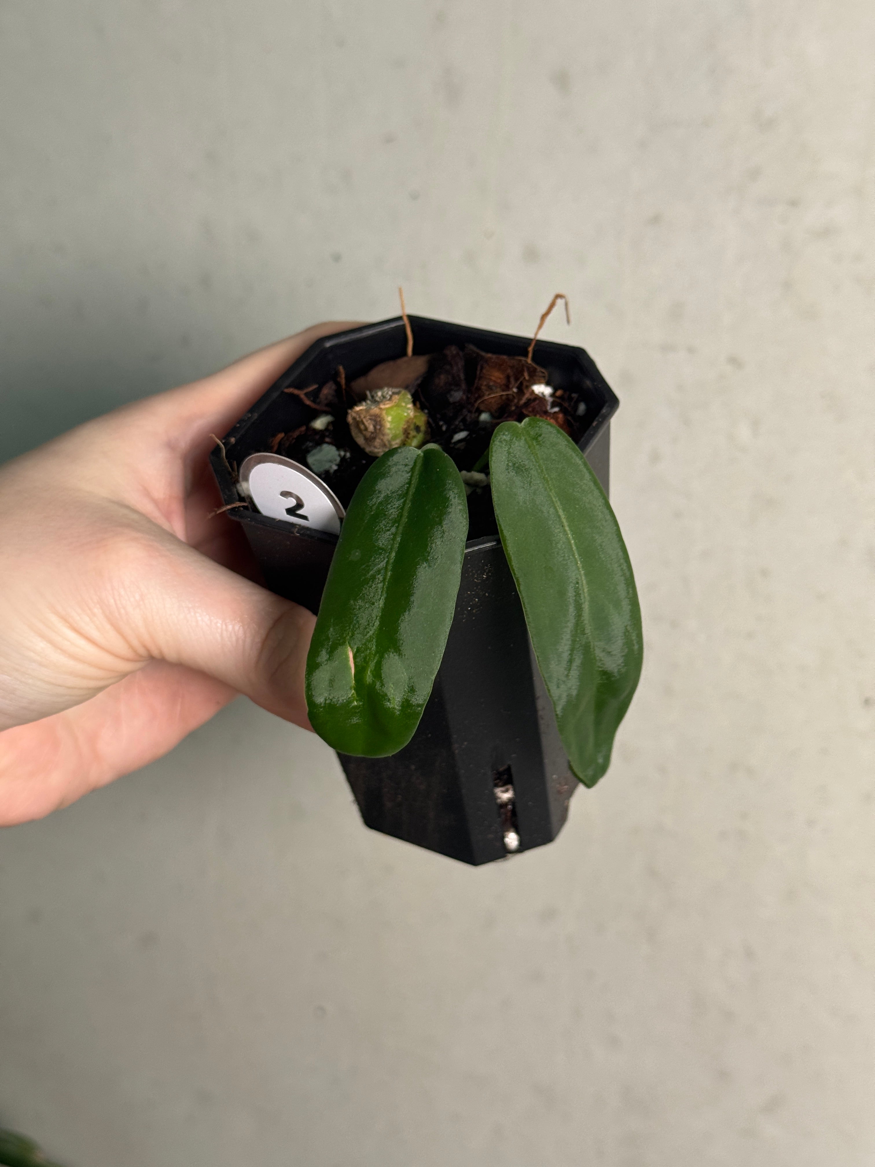 Anthurium Pallidiflorum - Clone - SMUKHI