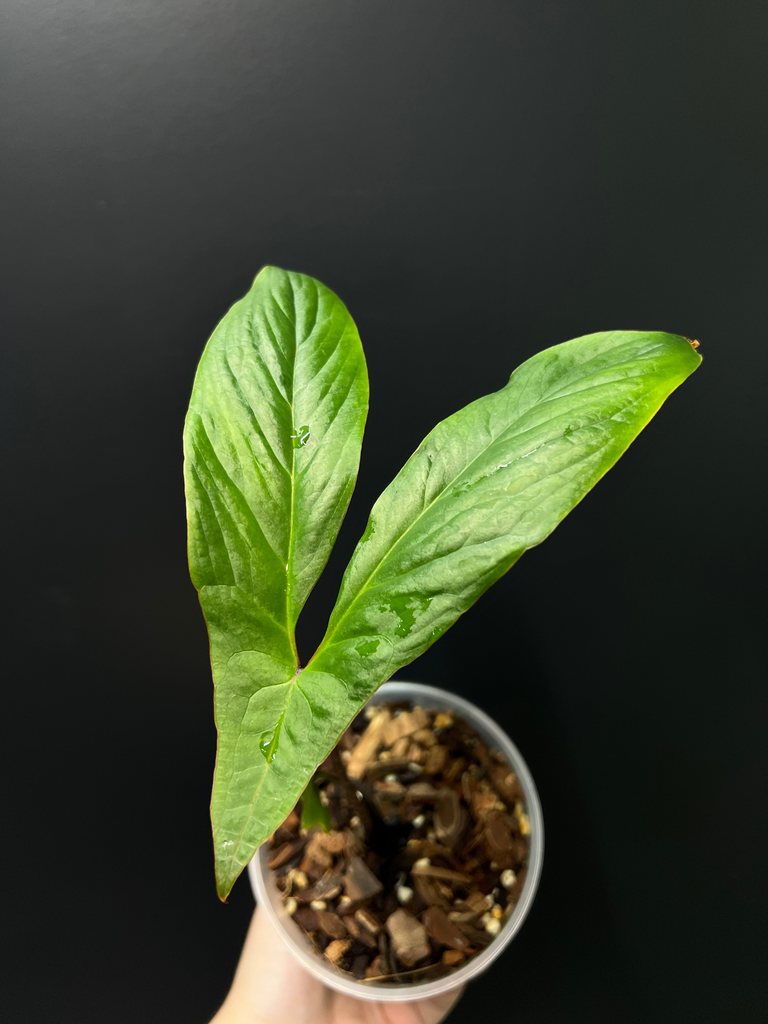 Cyrtosperma Hambalii