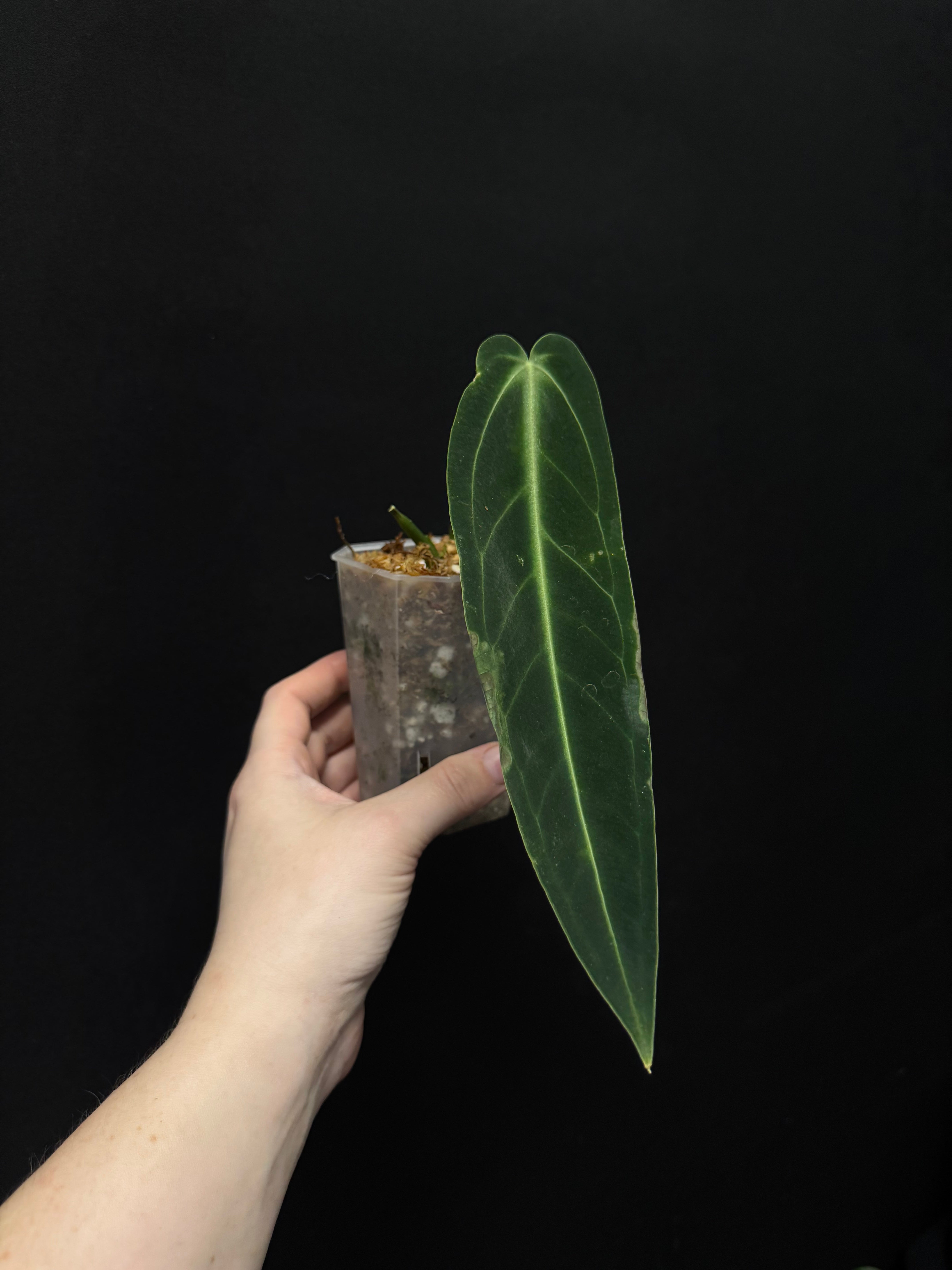 B-Grade/Sad Plants - Various Plants