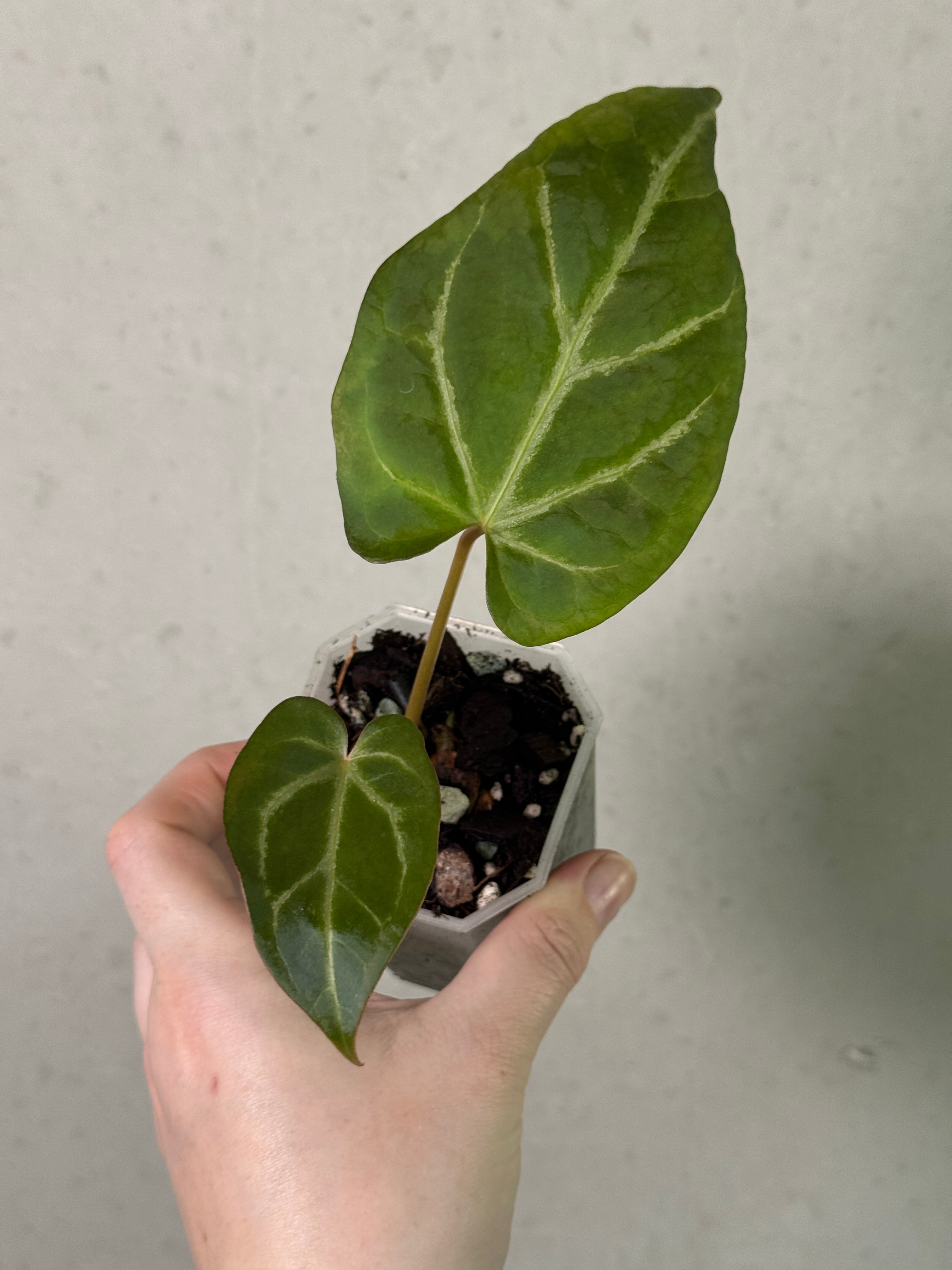 Anthurium Magnificum 'Norte' clone plant with large, glossy green leaves and prominent white veins, displayed in a pot.