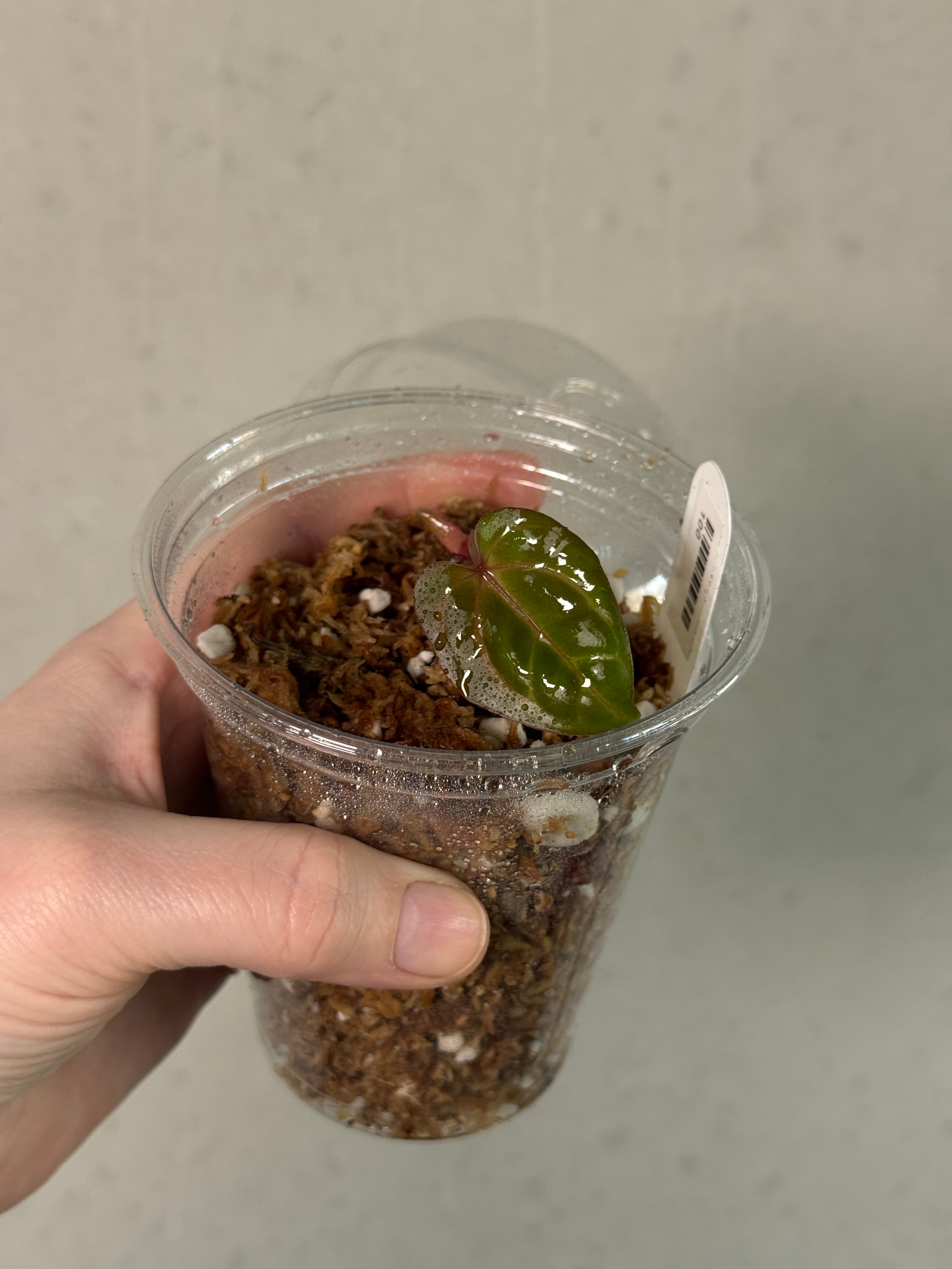 Anthurium Carlablackiae SS x RA10 - Clone - Pre-order