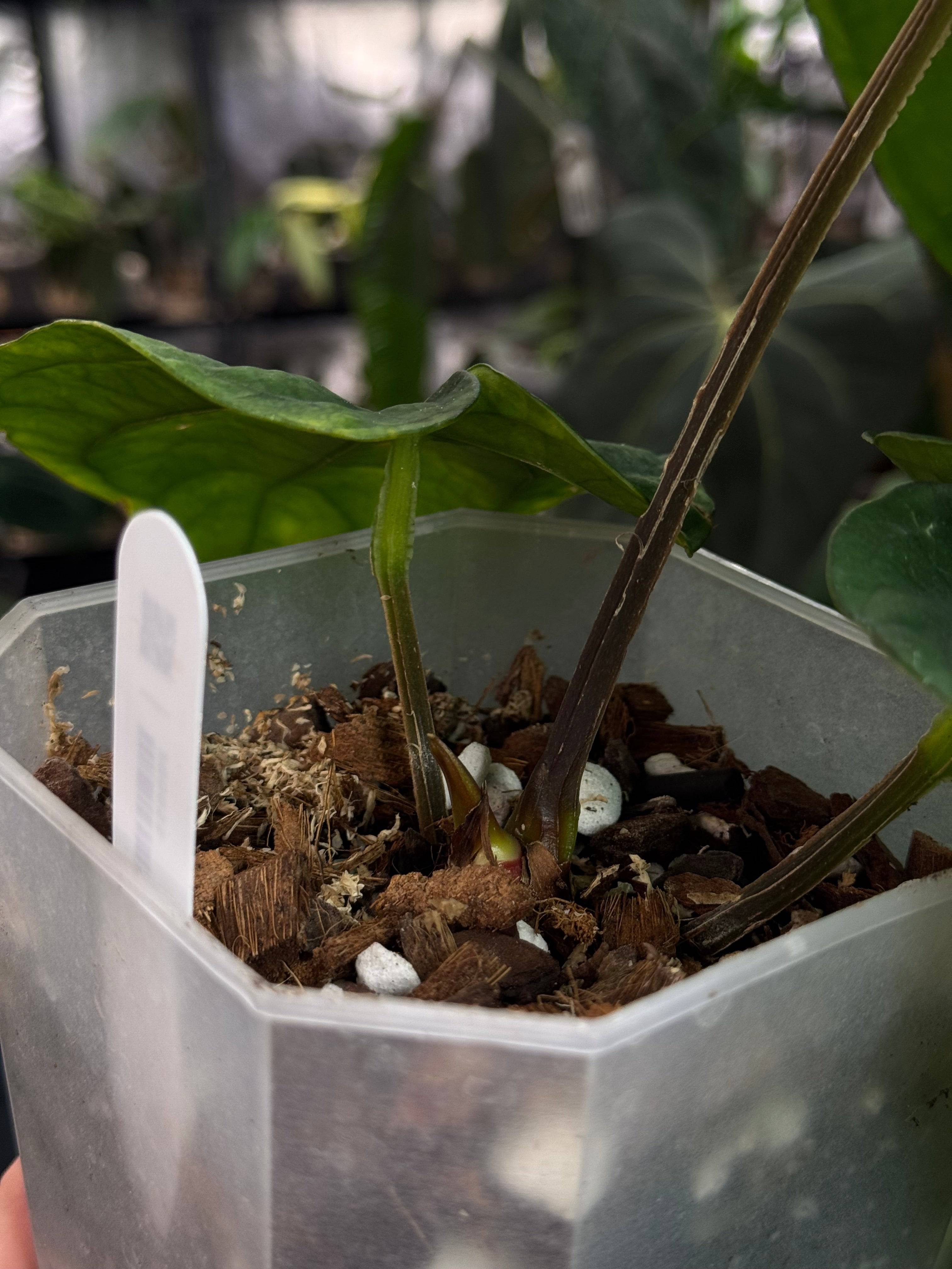 Anthurium NSE Dressleri - SMUKHI