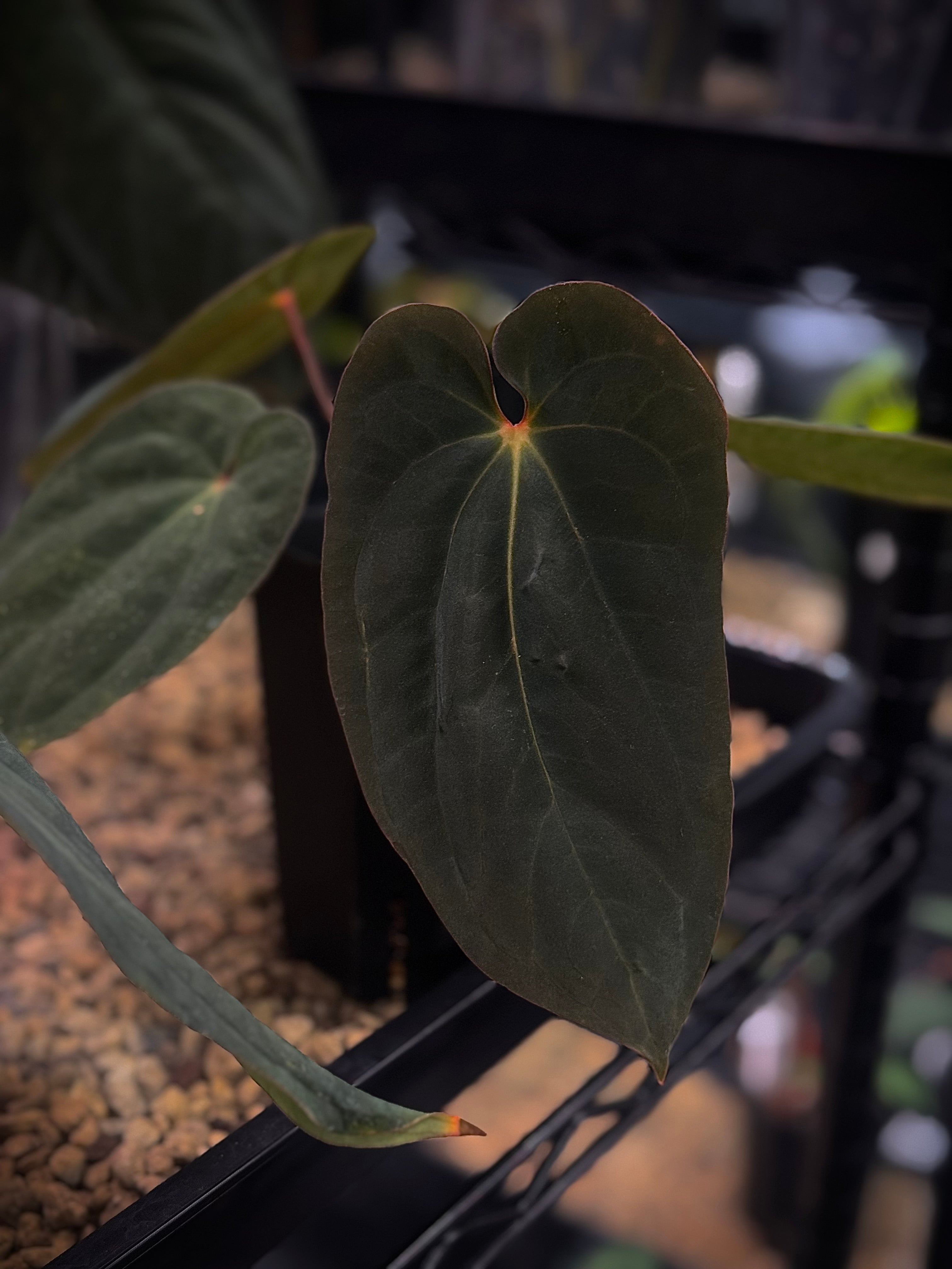 NFS: Anthurium BVEP 'Round' x 'Felix'