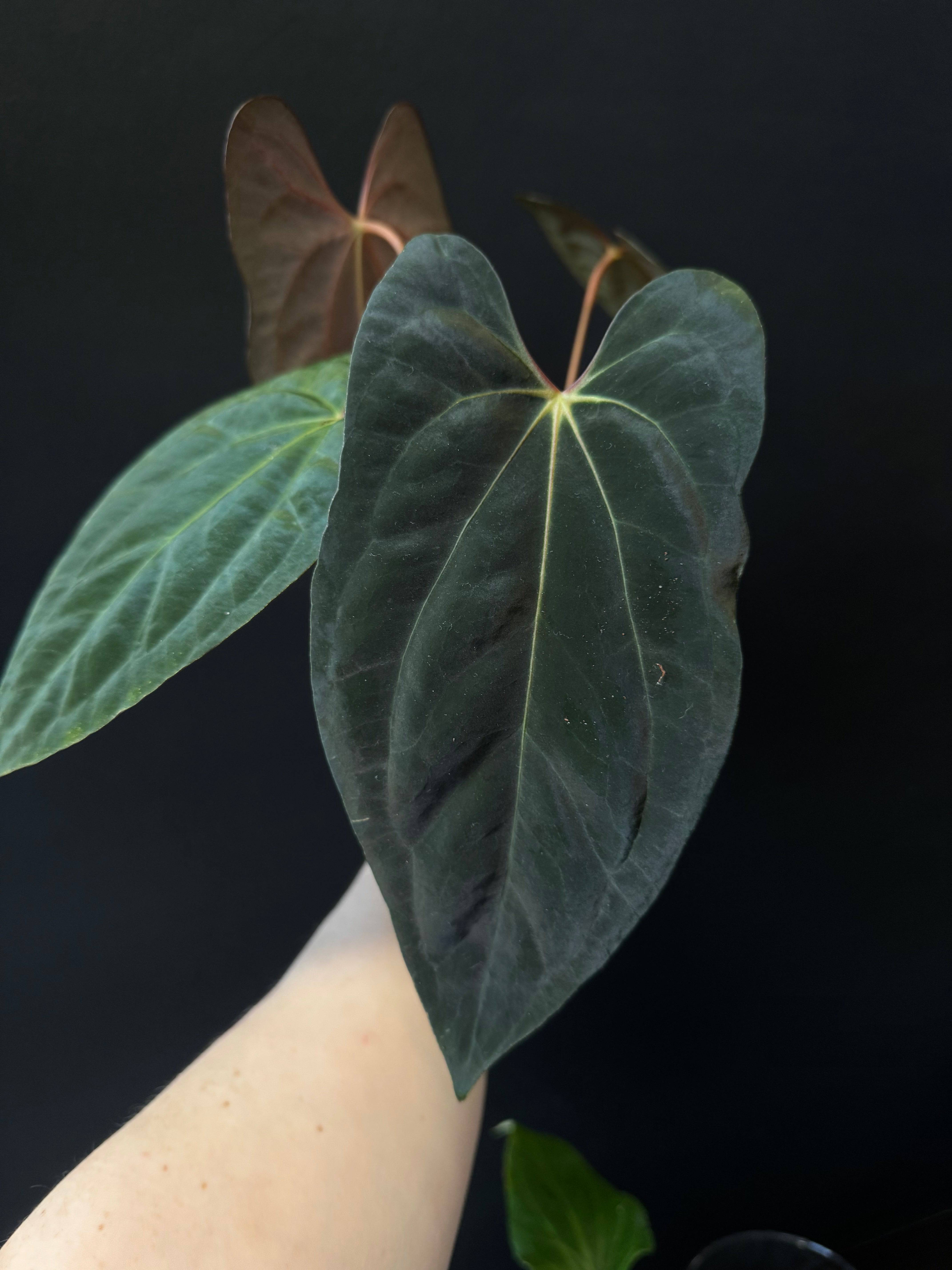 Anthurium Papillilaminum XOne - Clone - SMUKHI