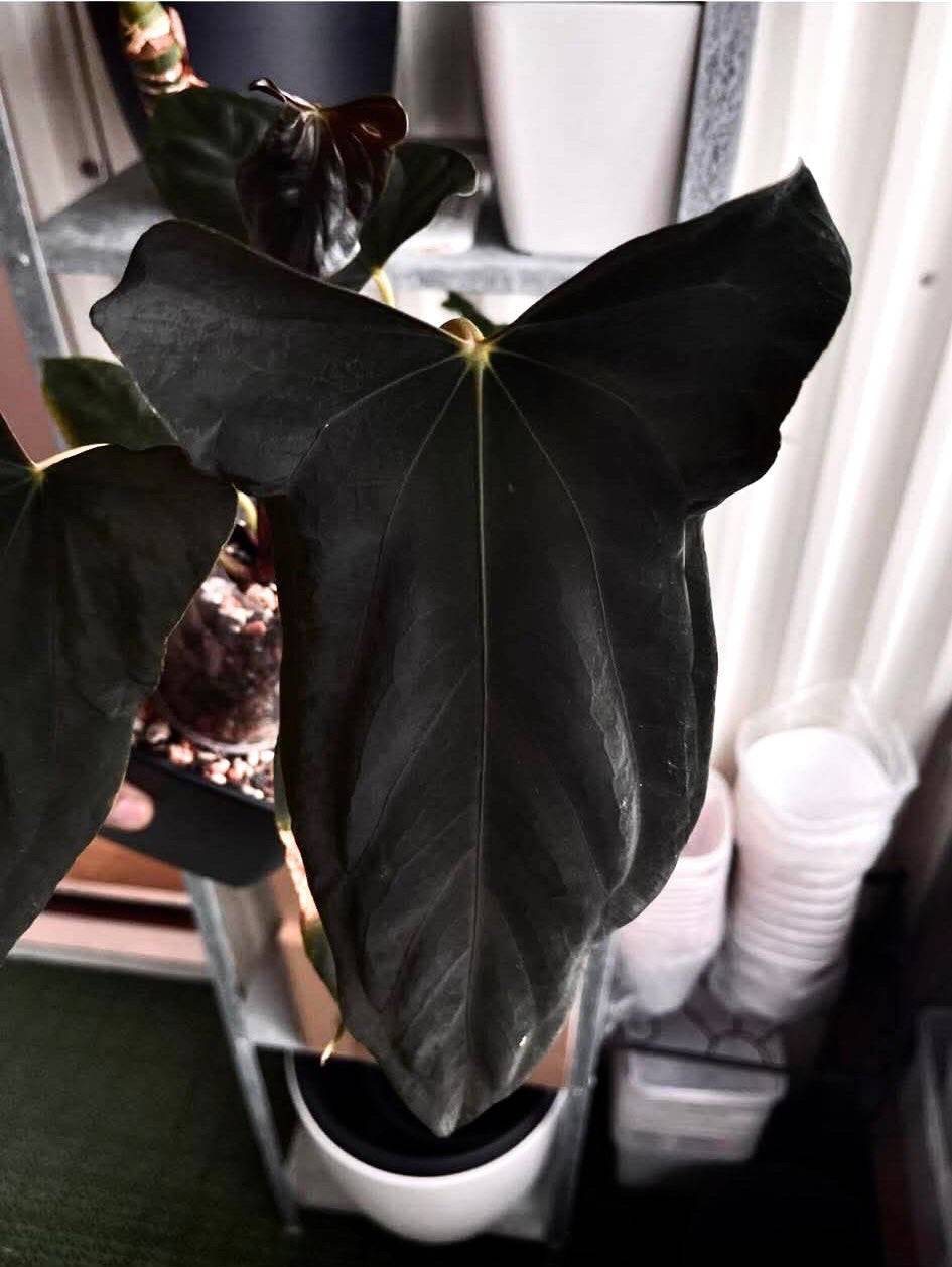 Anthurium FSxRL ‘Grim Reaper' F2 plant by SMUKHI with dark green leaves and distinctive leaf patterns, shown in a close-up image.