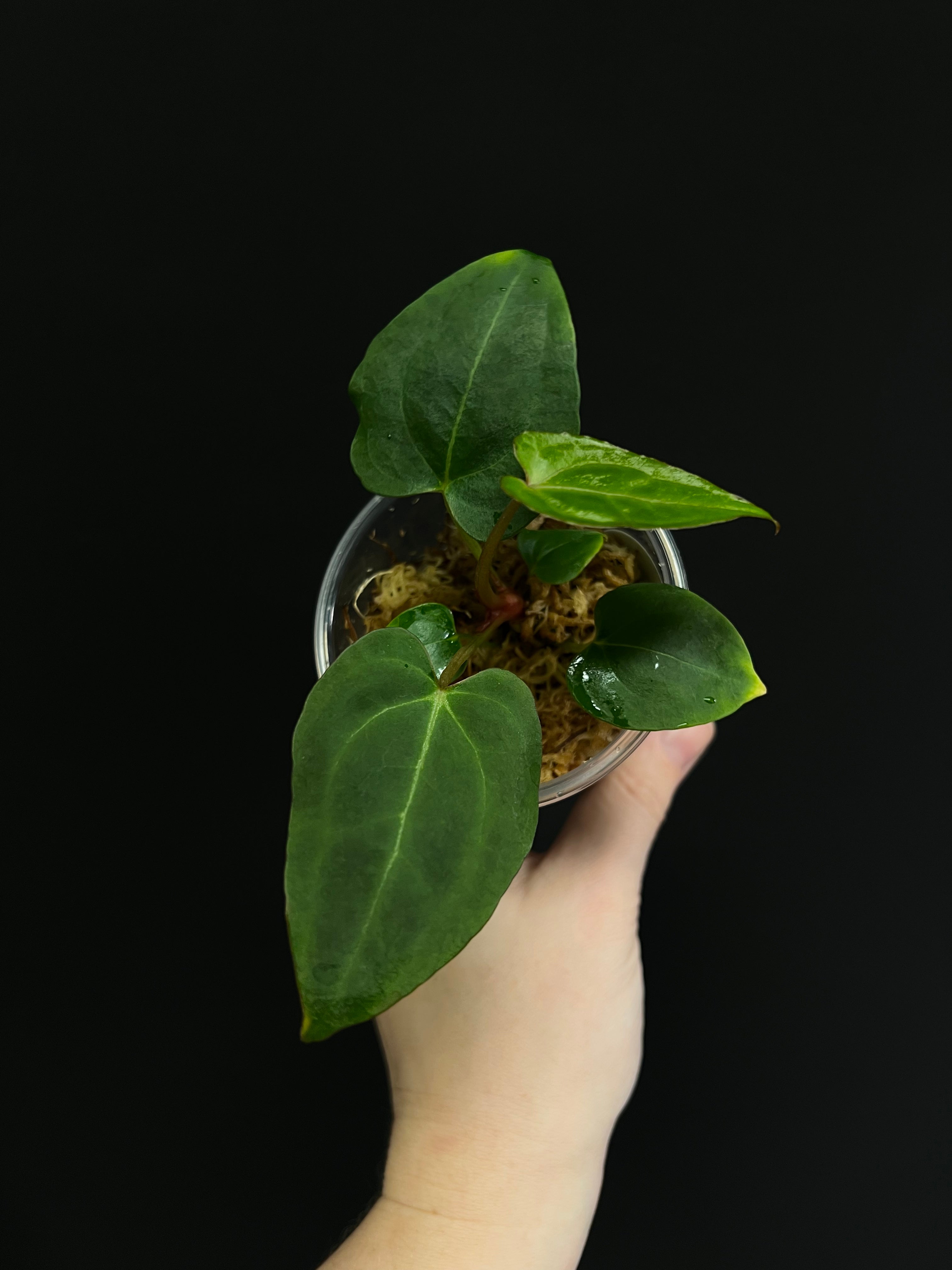 Anthurium Blue Papillilaminum