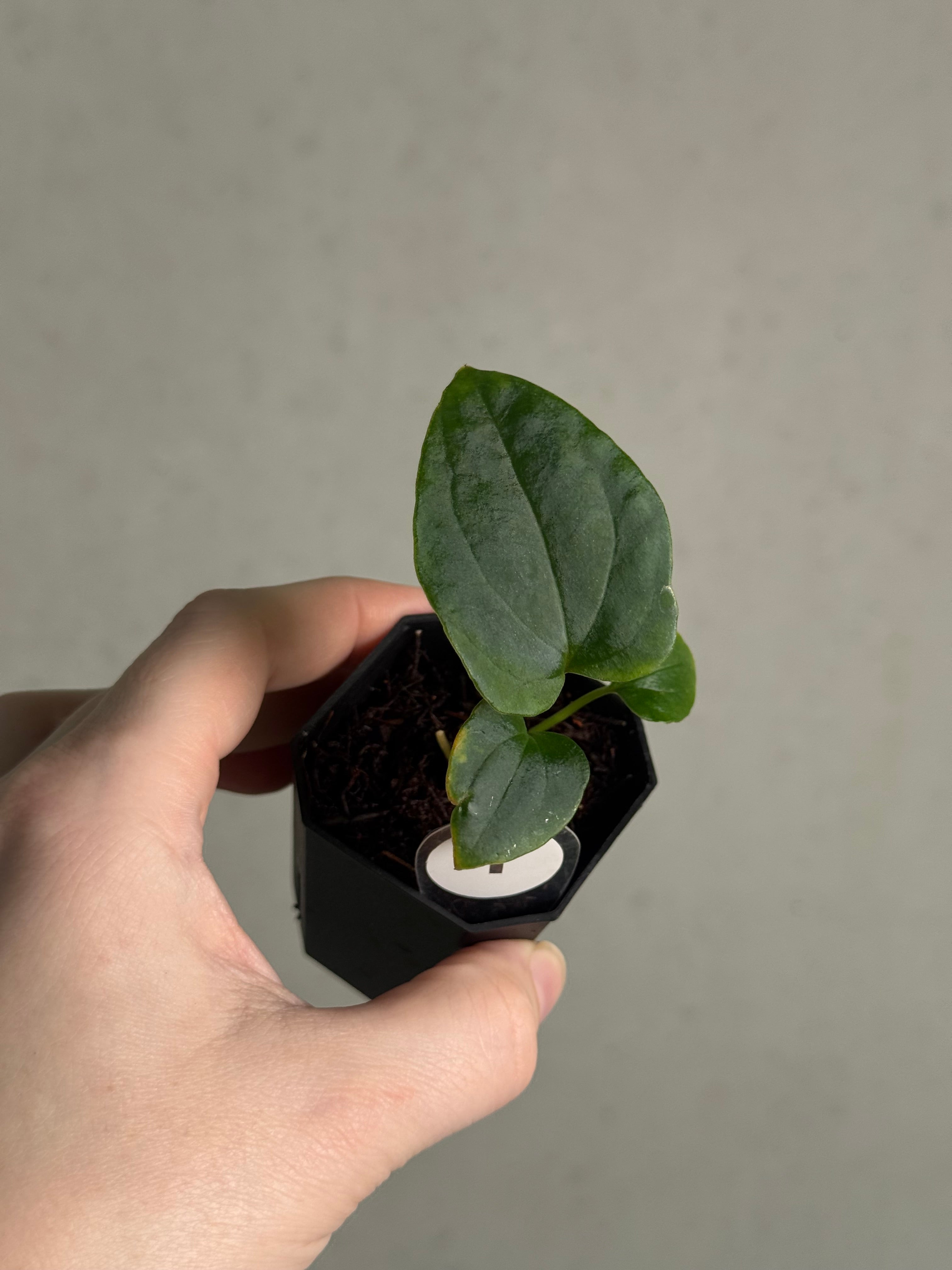 Anthurium Dressleri NSE 'Obsidian' x (Black x F2) - SMUKHI