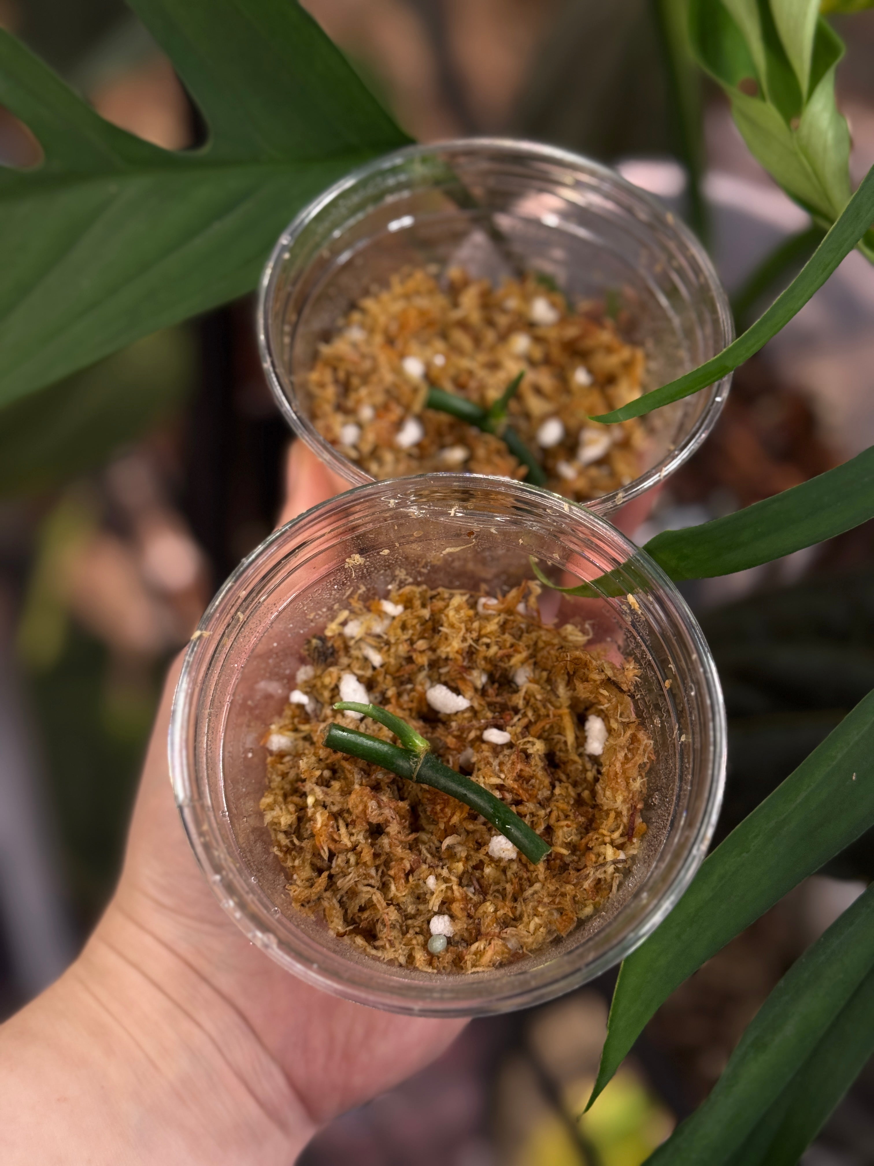 Monstera Croatii - SMUKHI