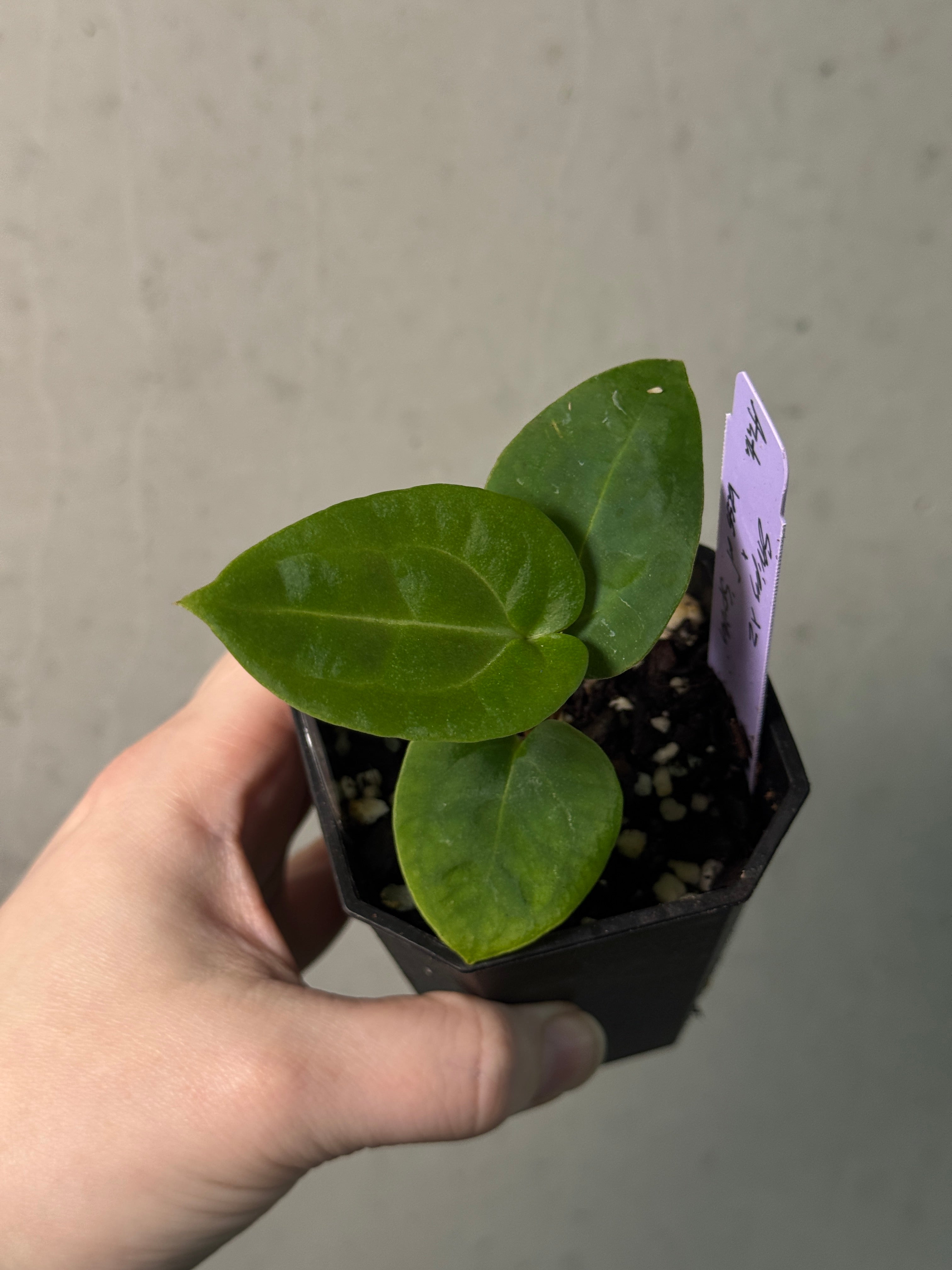 Anthurium Stripey X2 x Besseae aff 'Spider' - SMUKHI