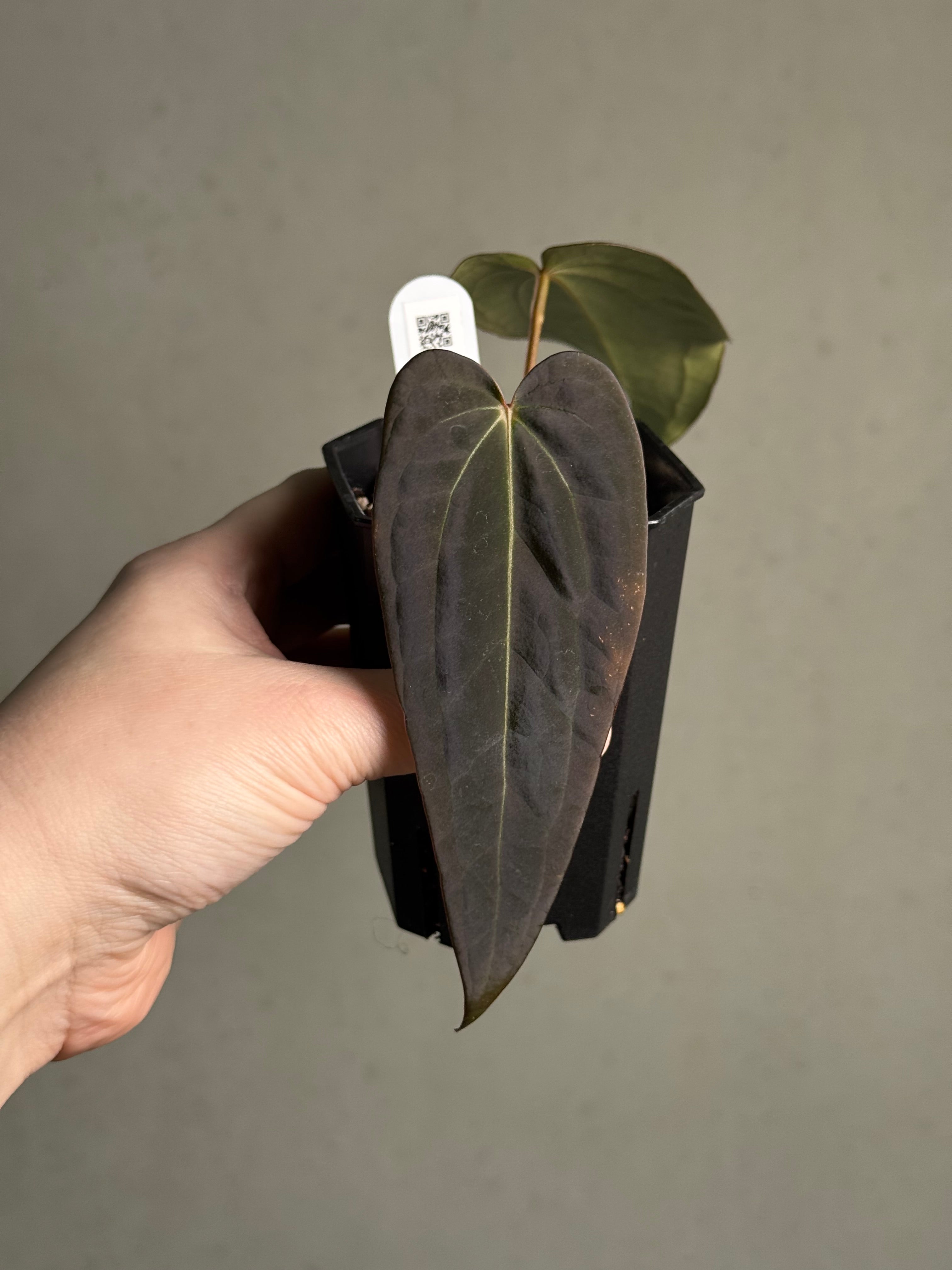 Anthurium Dark & Handsome '9' x Red Velvet Cake '24' - Clone - Pre-order - SMUKHI