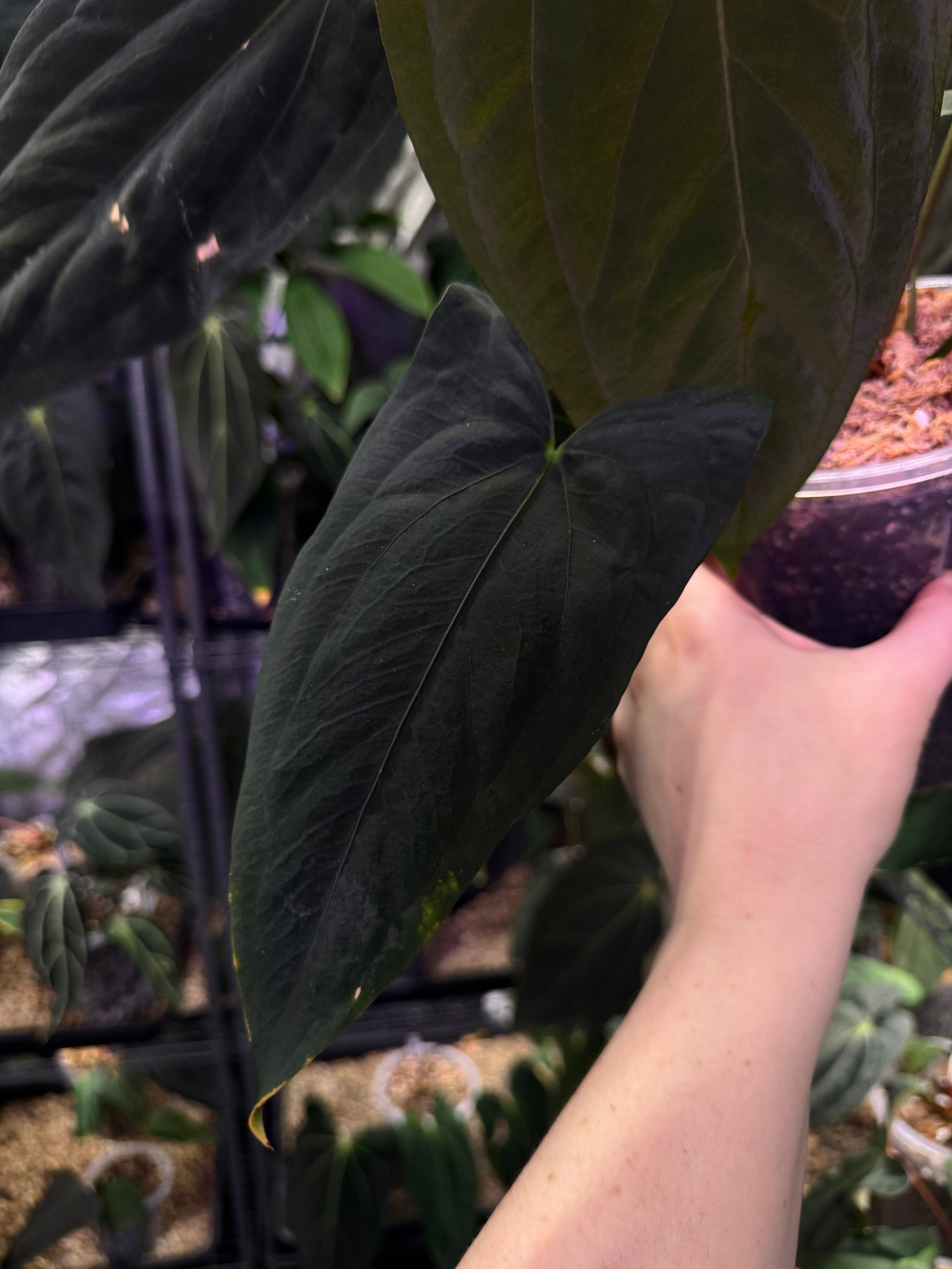 Anthurium Papillilaminum 'Marie' x self - Clone - SMUKHI