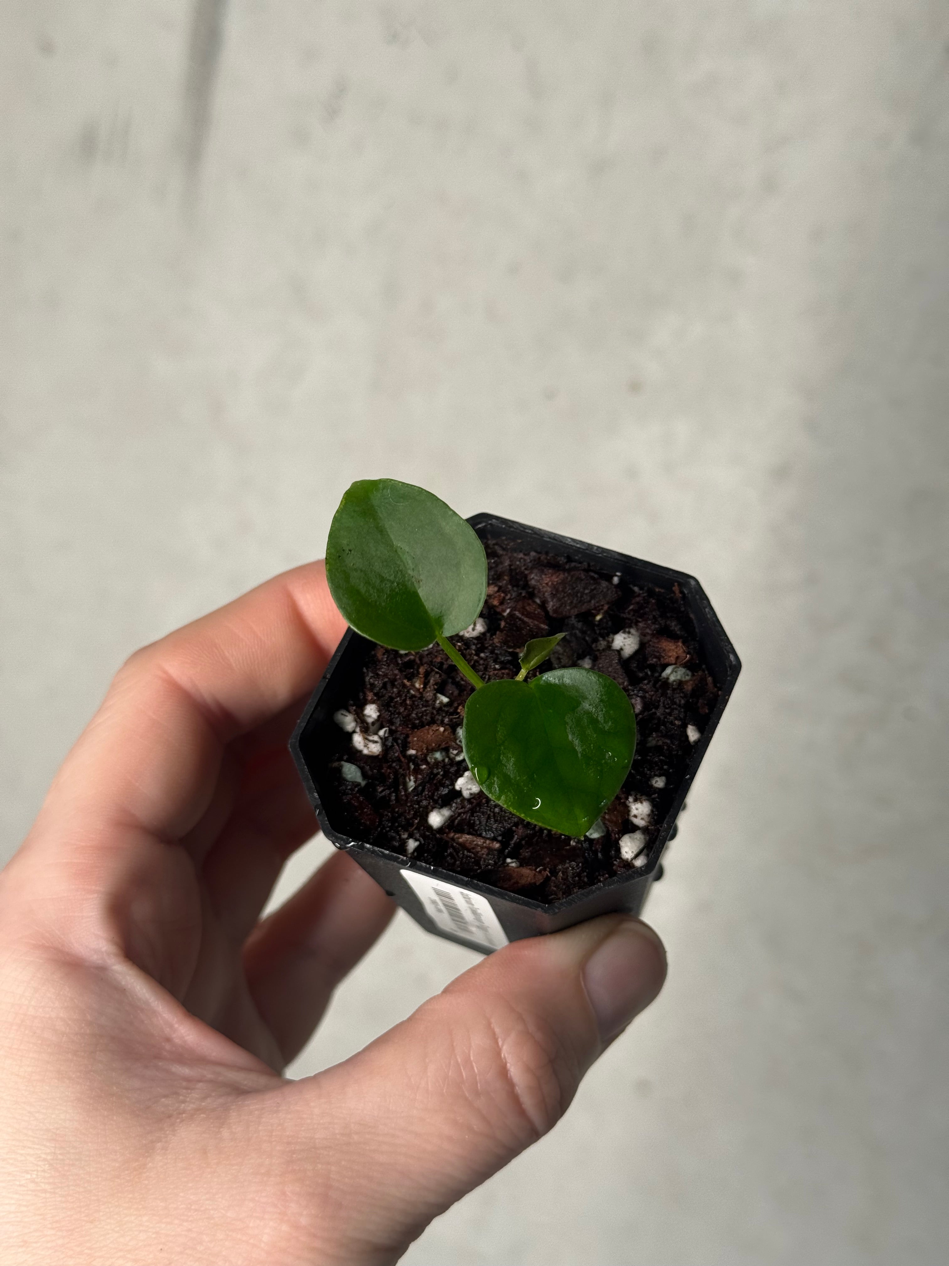 Anthurium Papillilaminum ‘Dagger’ x Luxurians