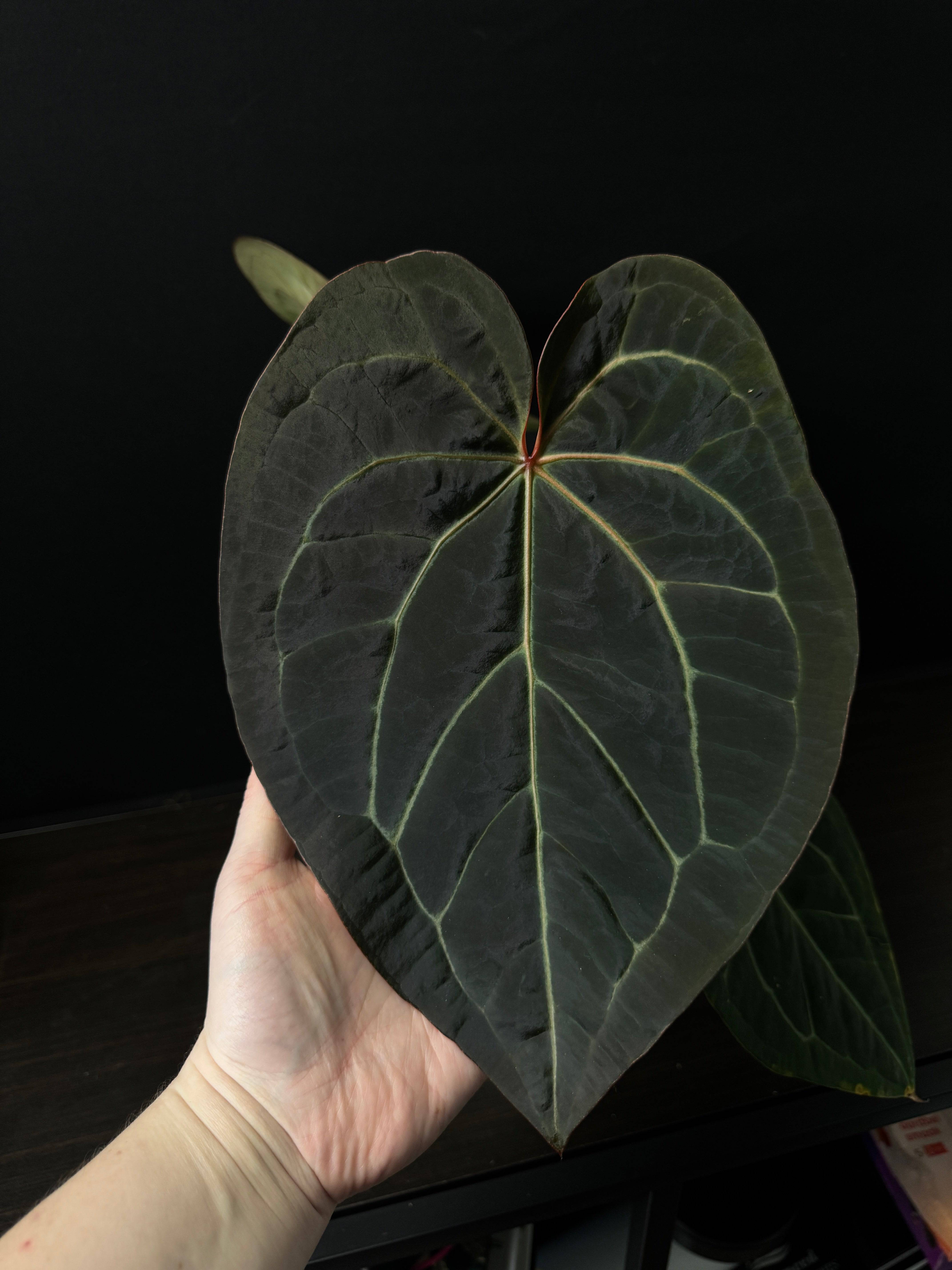 Anthurium Michelle '1' x Zara '52' - SMUKHI