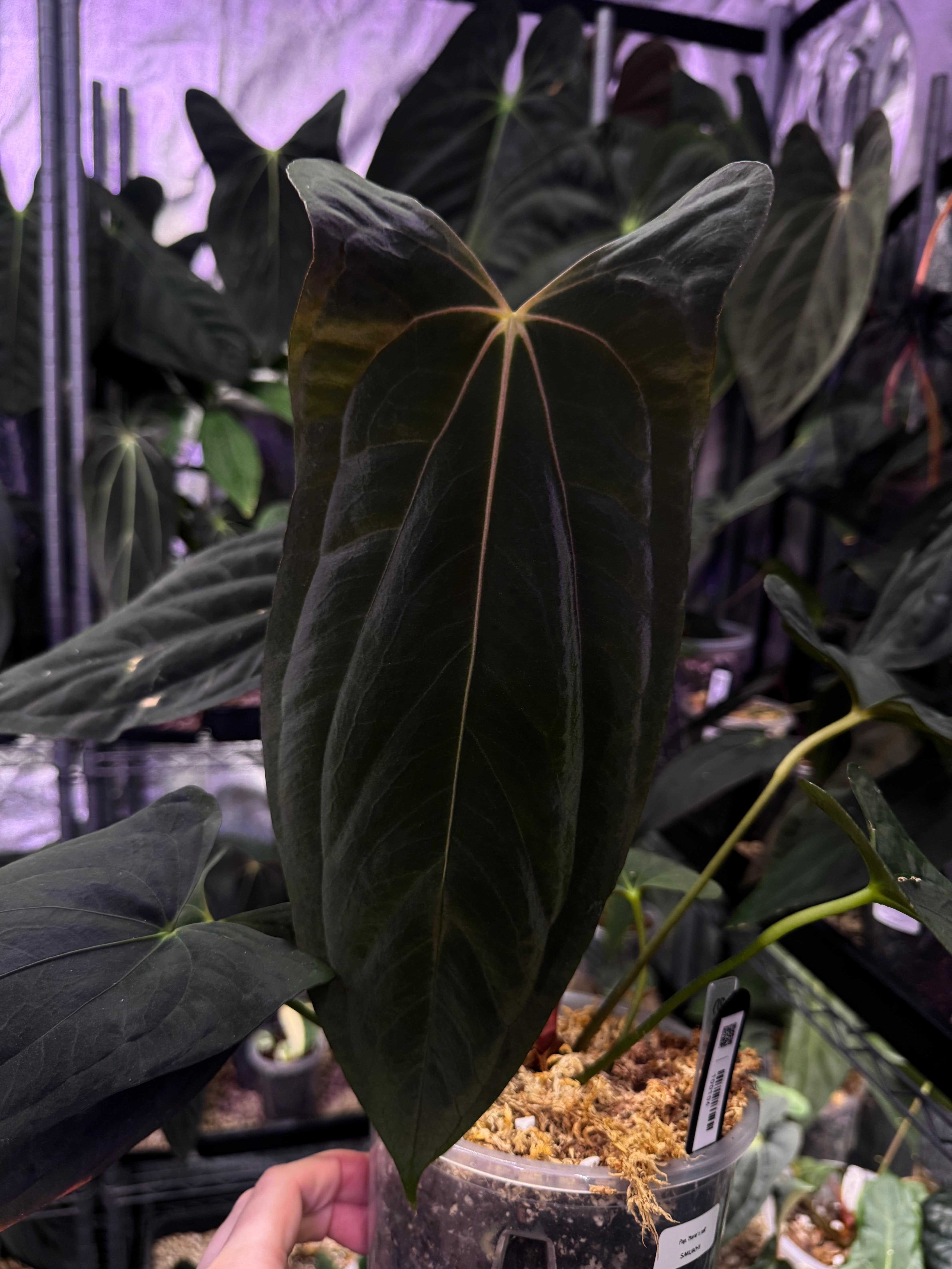 Anthurium Papillilaminum 'Marie' x self - Clone - SMUKHI