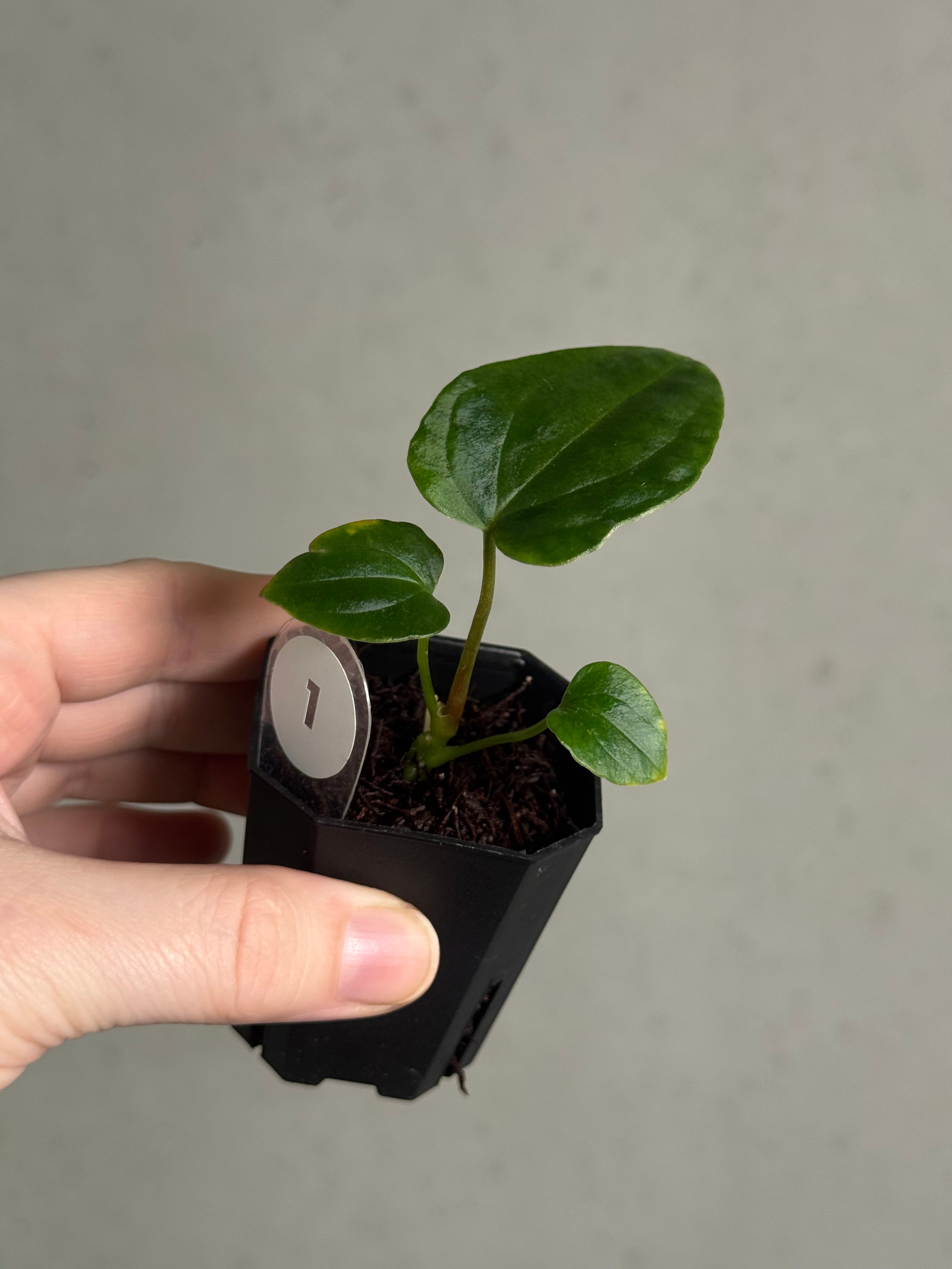 Anthurium Dressleri NSE 'Obsidian' x (Black x F2) - SMUKHI