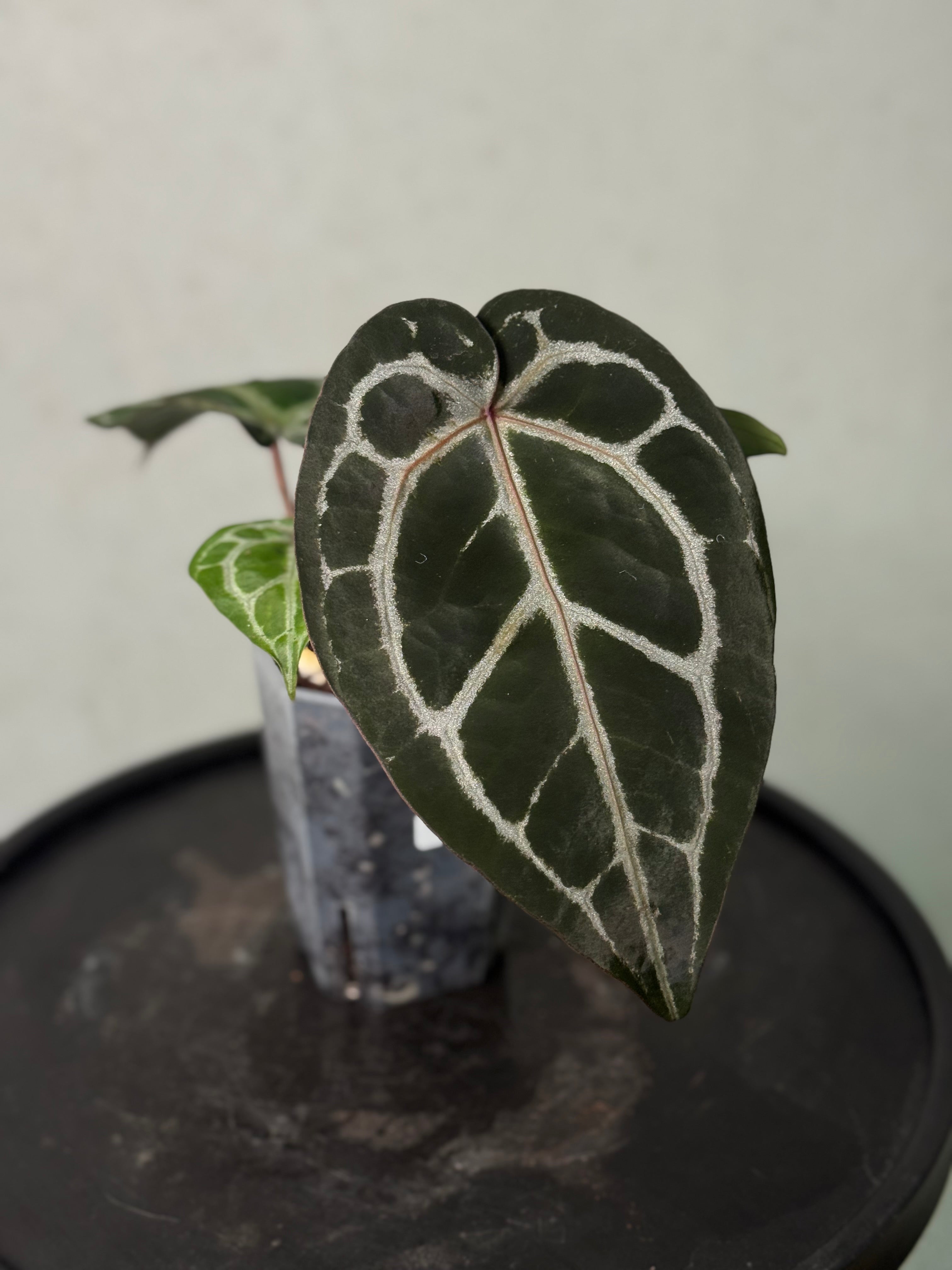 Anthurium DocBlock Michelle