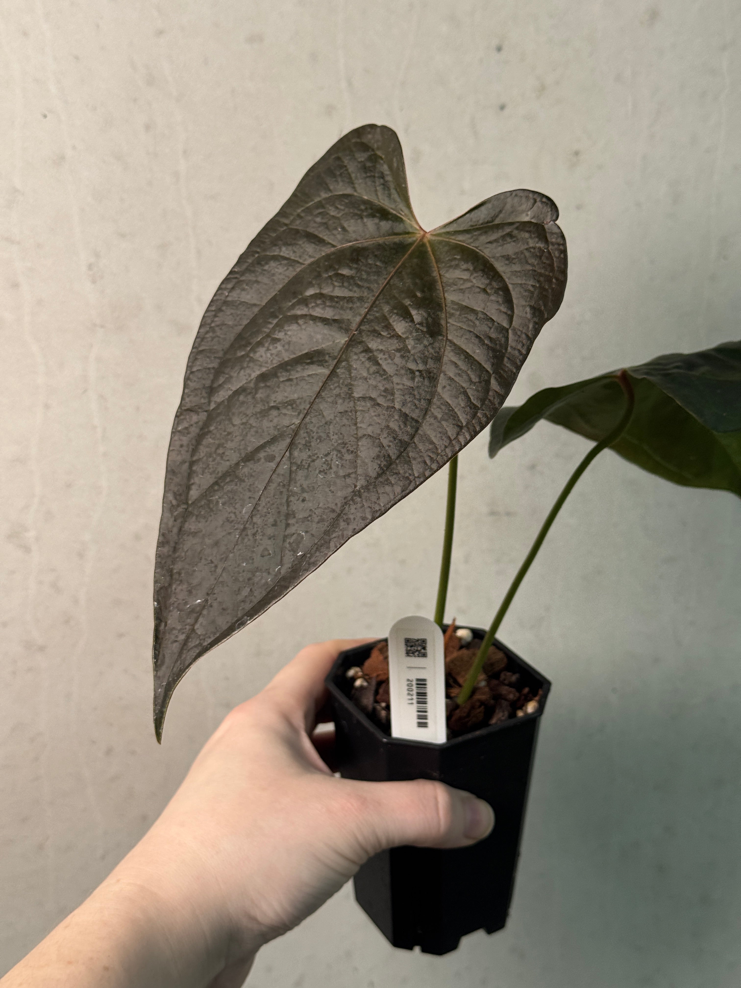 Anthurium Queen of Hearts - SMUKHI