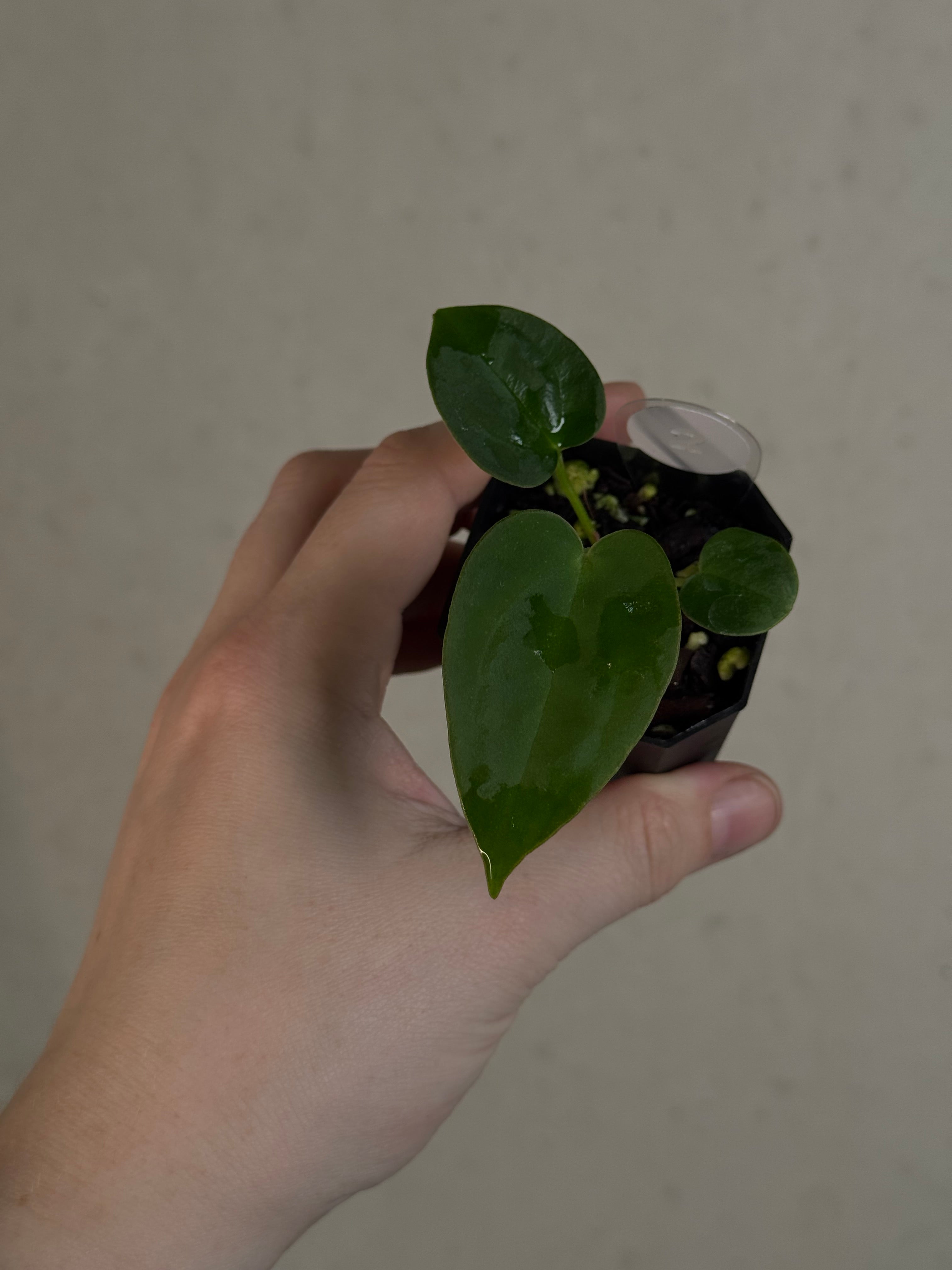 Anthurium ('Red Spider' x Forgetii) x (Black Widow x Red Velvet Cake)