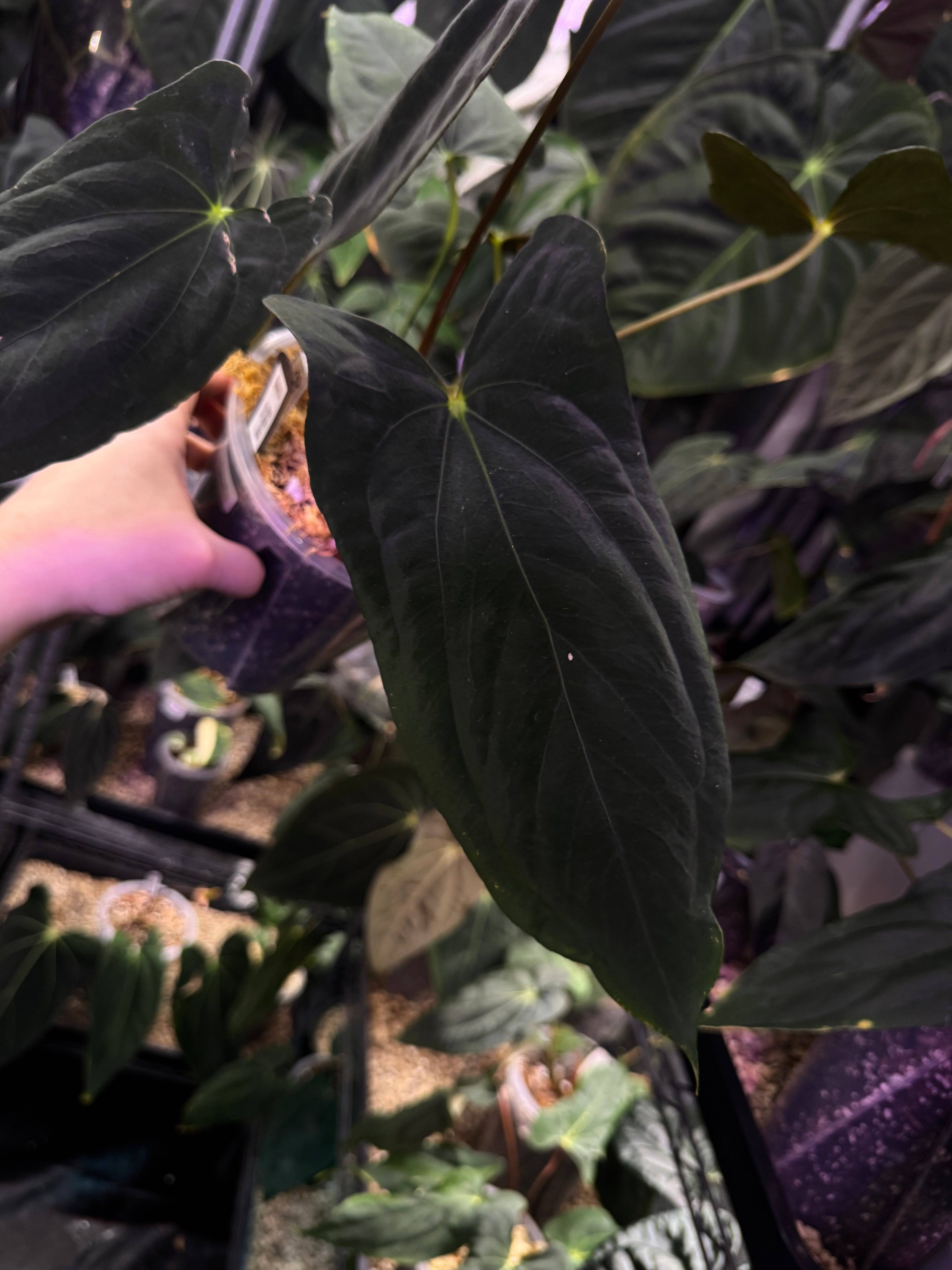 Anthurium Papillilaminum 'Marie' x self - Clone - SMUKHI