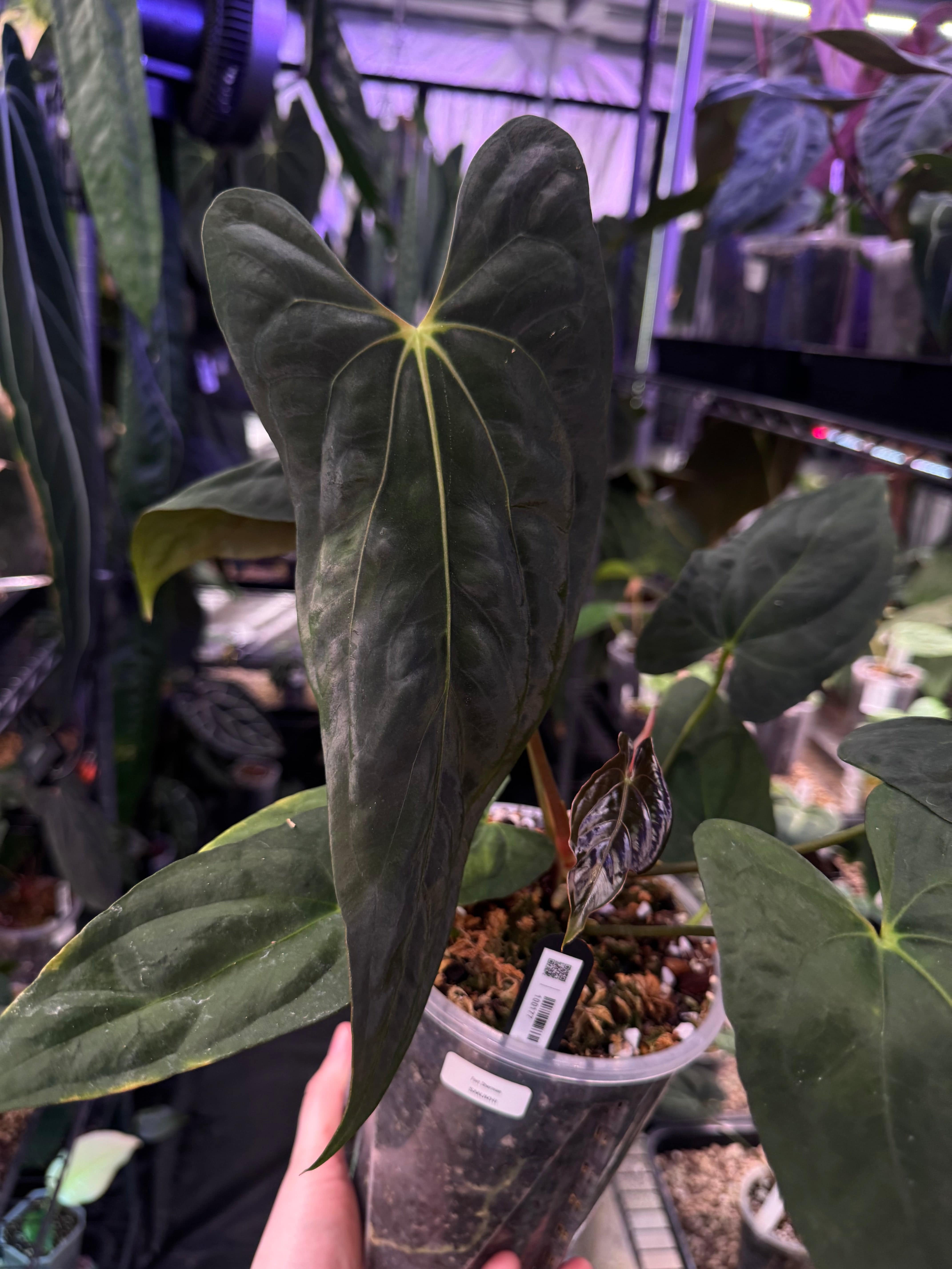 NFS: Anthurium Fort Sherman - SMUKHI