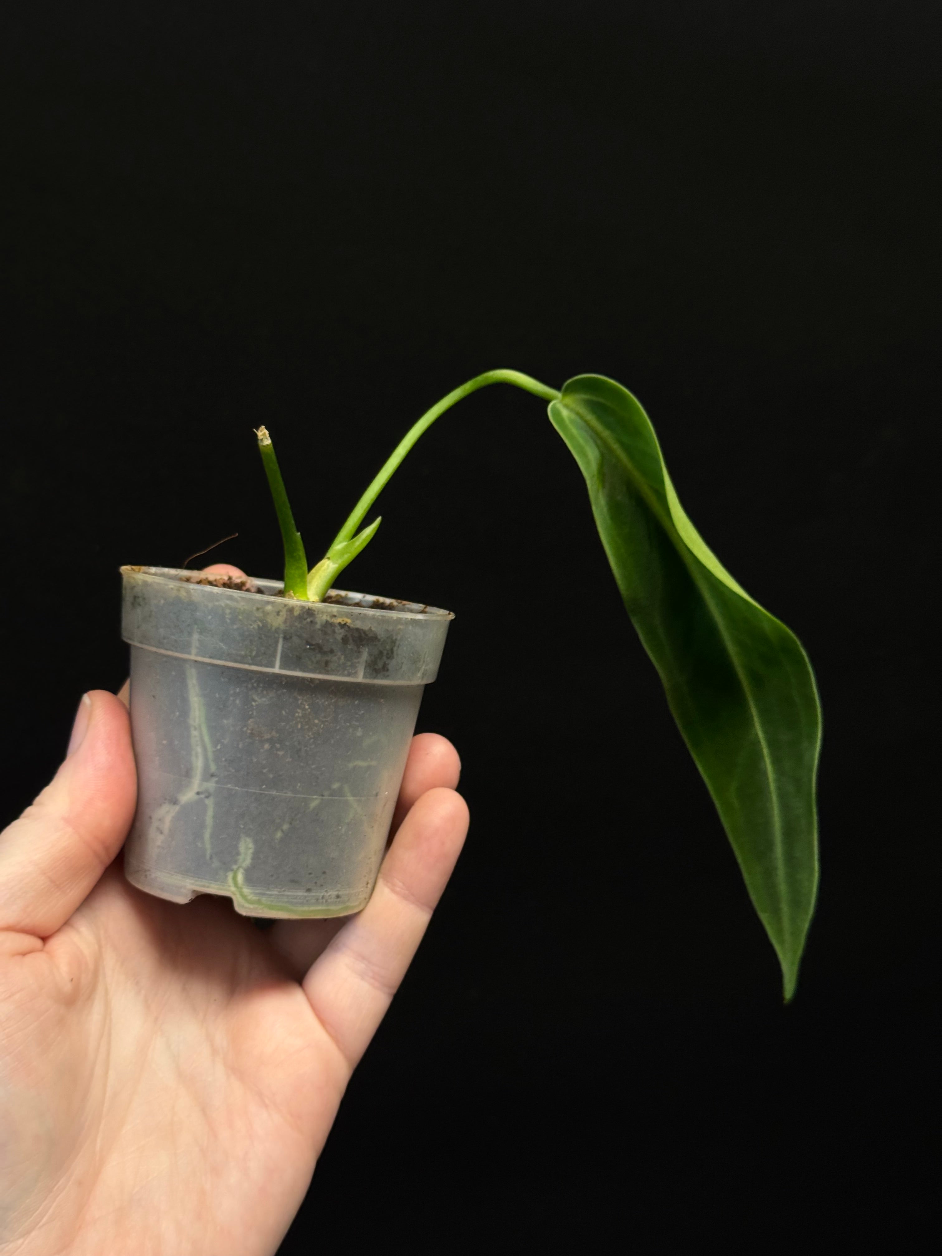 B-Grade/Sad Plants - Various Plants