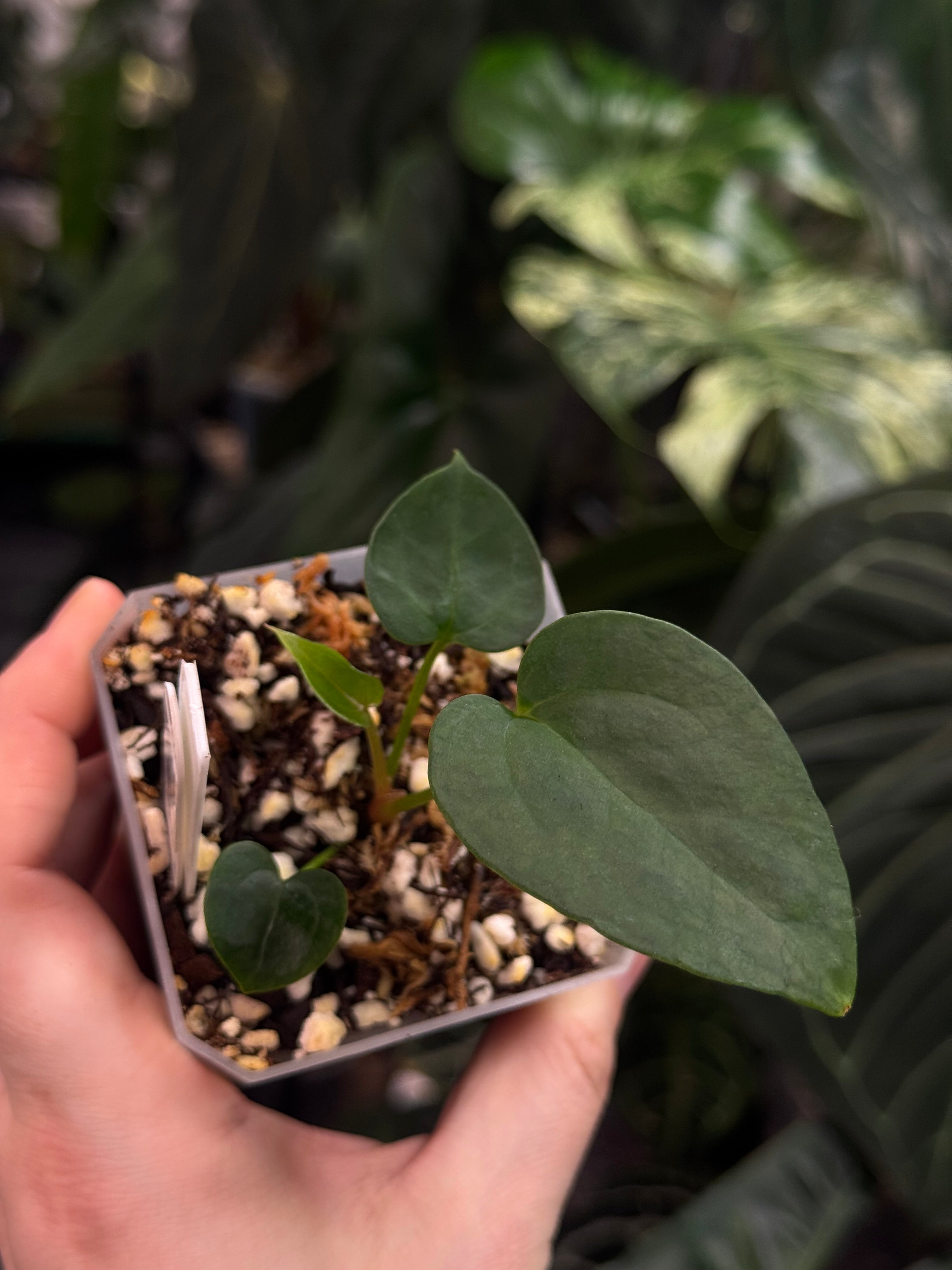 Anthurium Ace of Spades Dark Form x Portillae ‘Dorito’