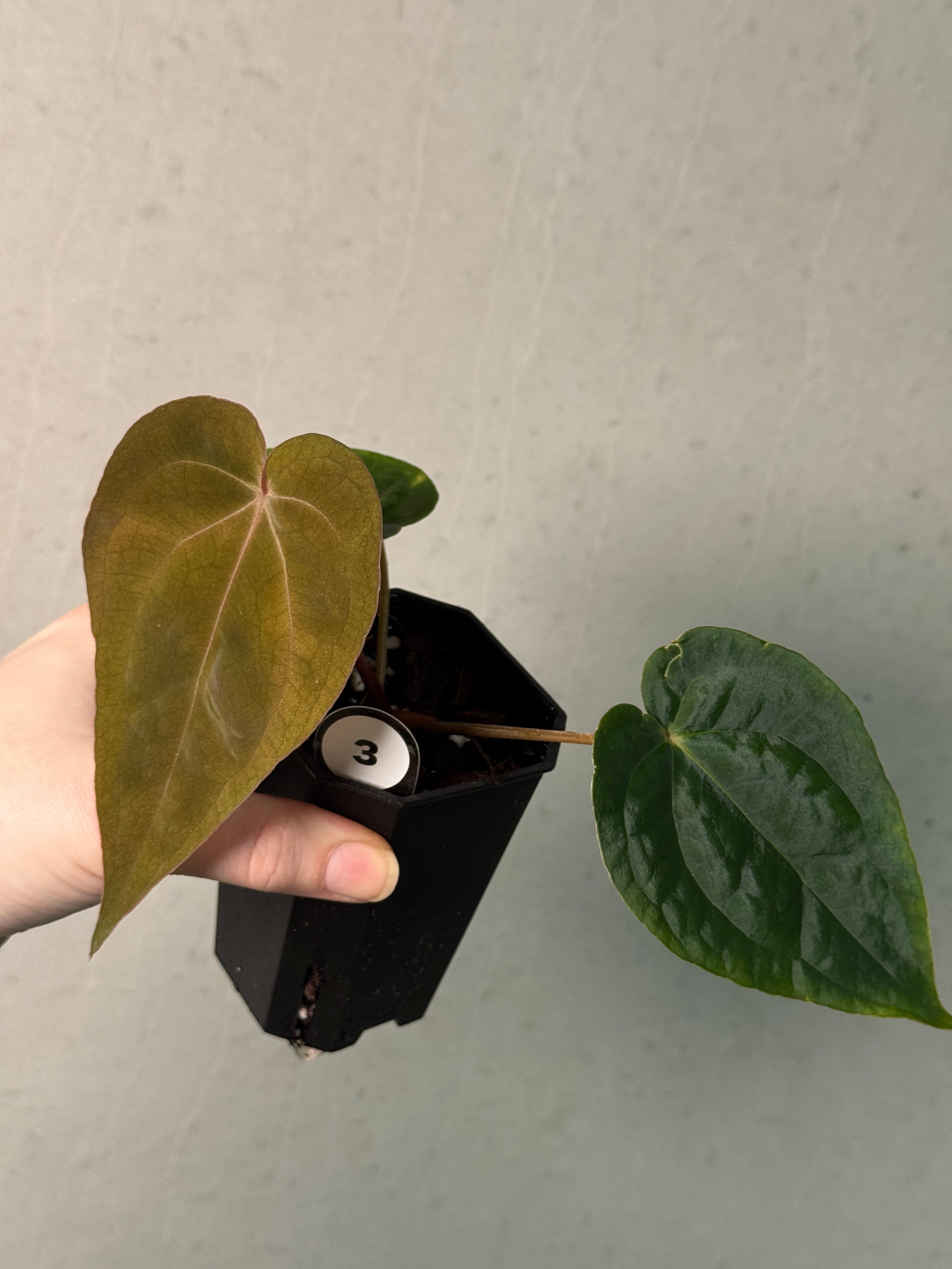 Anthurium Papillilaminum 'Guna Yala' x (Zara x Michelle) - SMUKHI