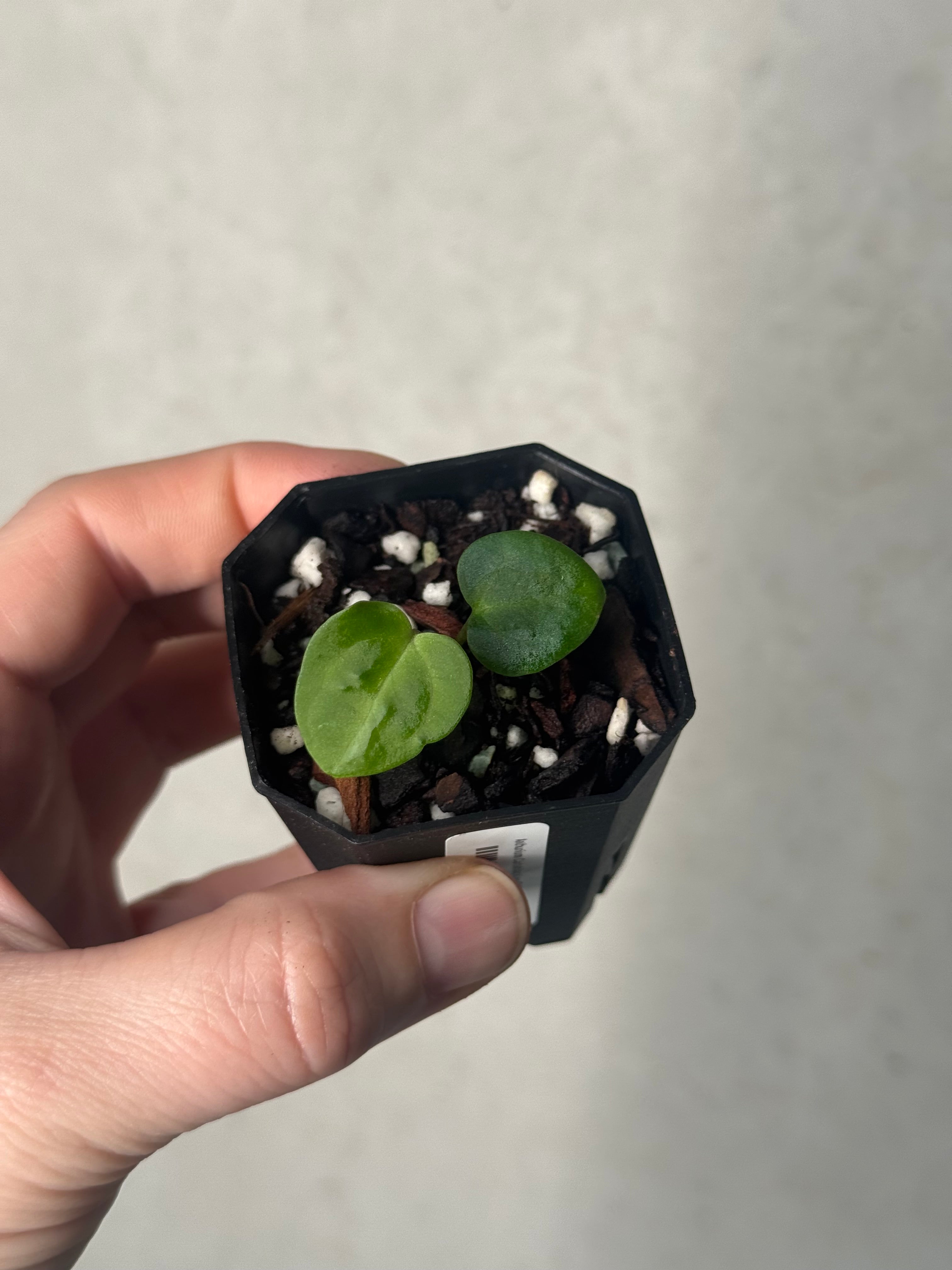 Anthurium Carlablackiae (RA5 x RA10) x ‘Carlita’