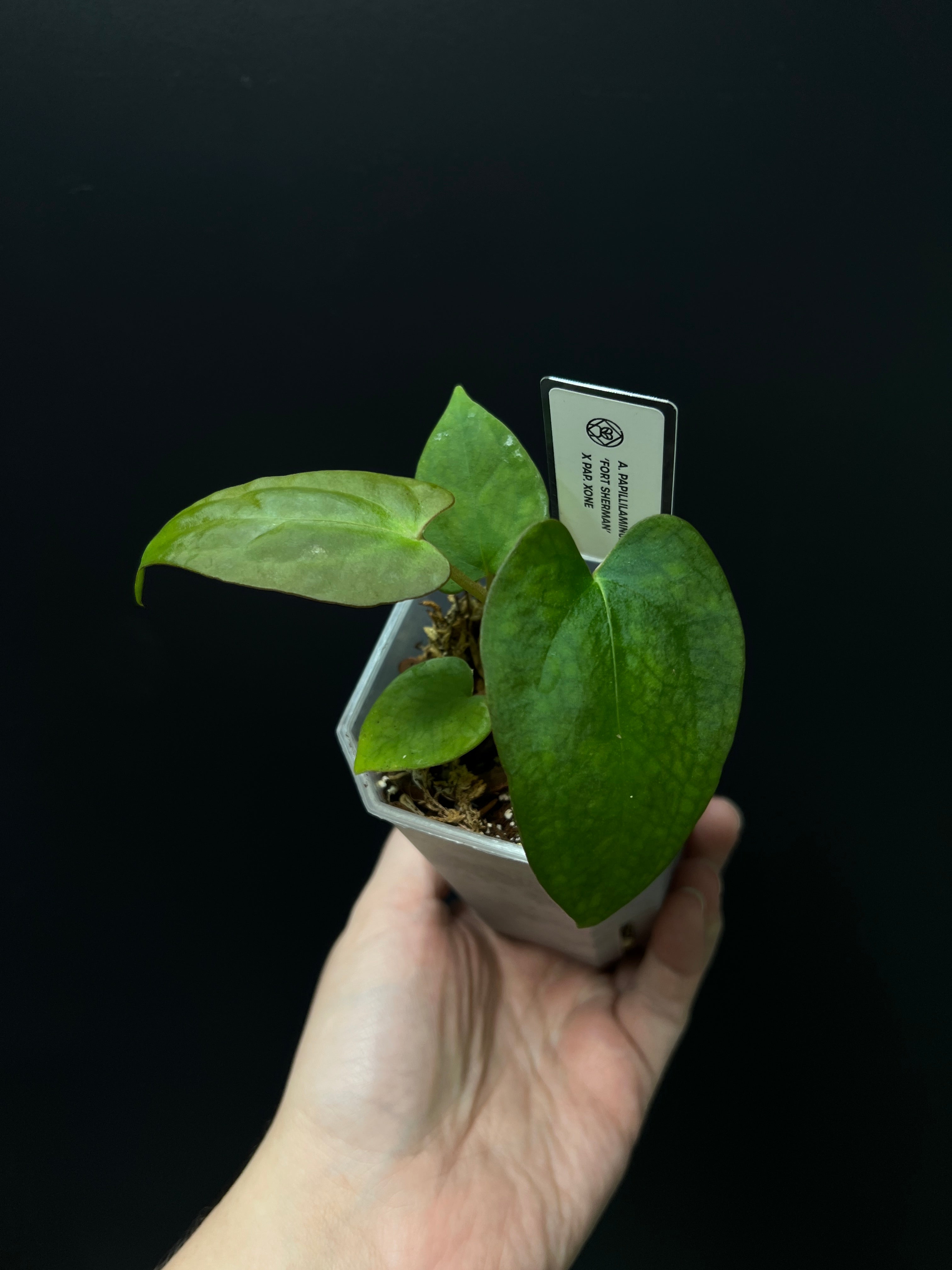 Anthurium Fort Sherman x XOne