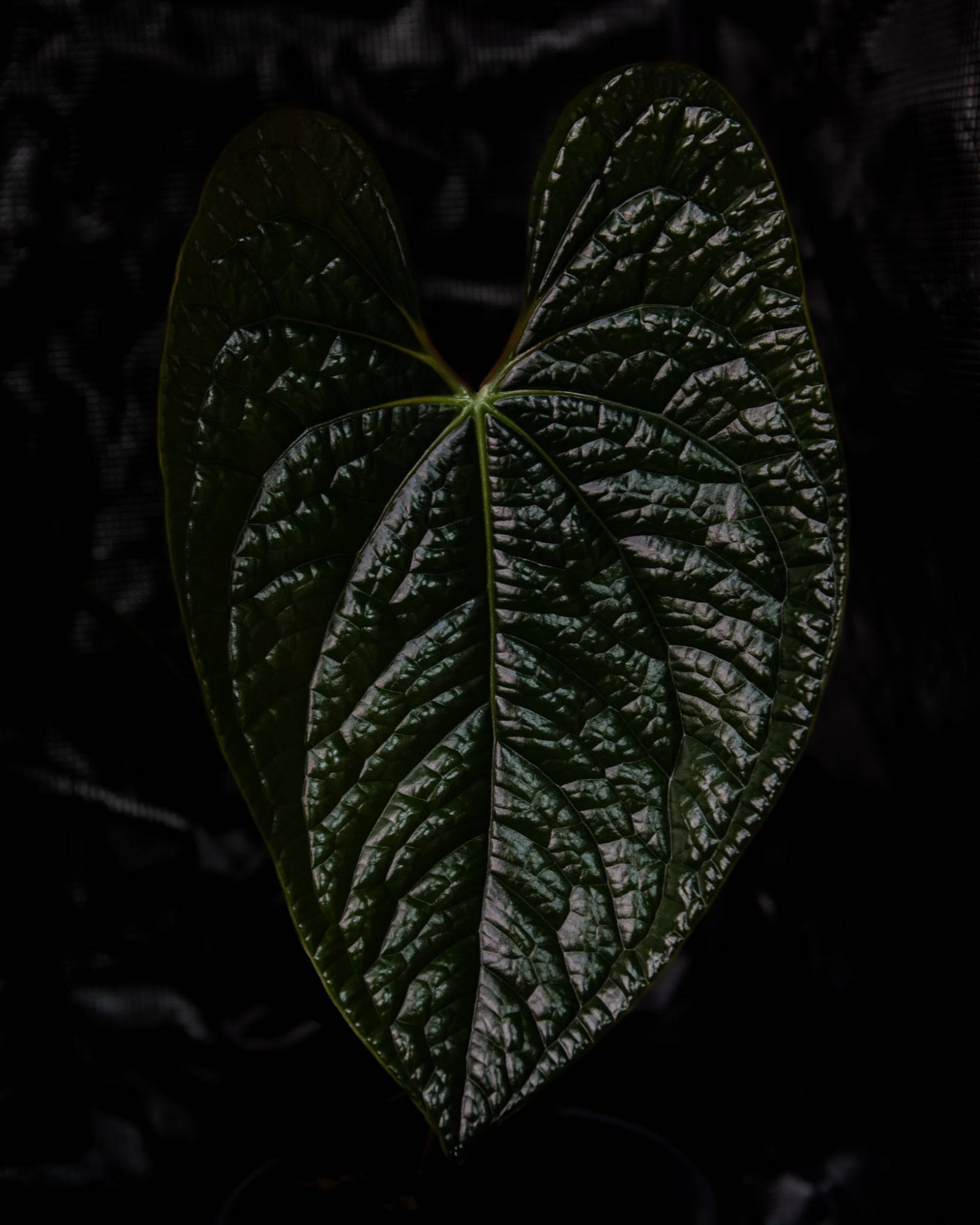 Anthurium Papillilaminum ‘Dagger’ x Luxurians - SMUKHI