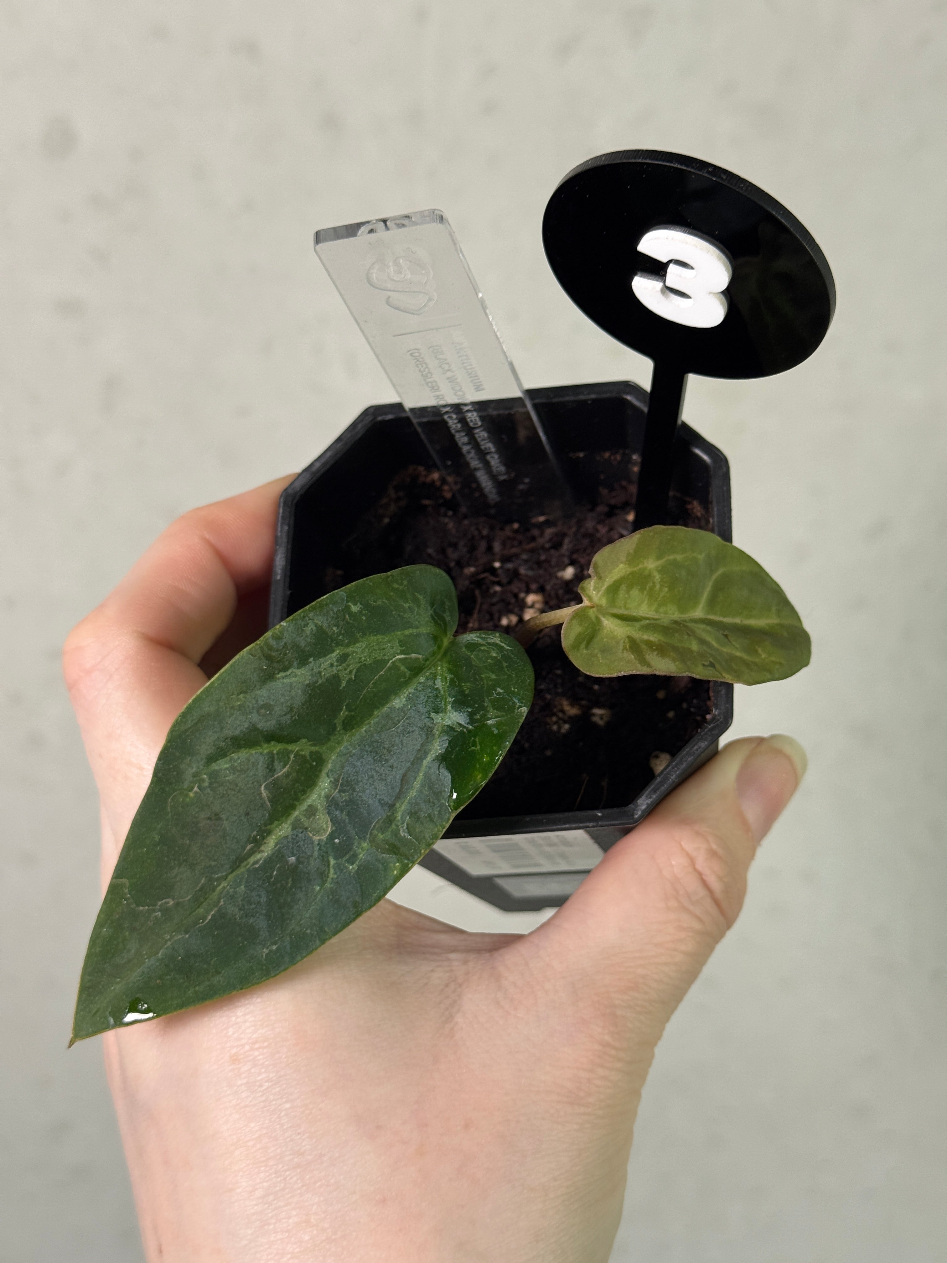 Anthurium (Black Widow x Red Velvet Cake) x (Dressleri RG x Carlablackiae 'Amanda')