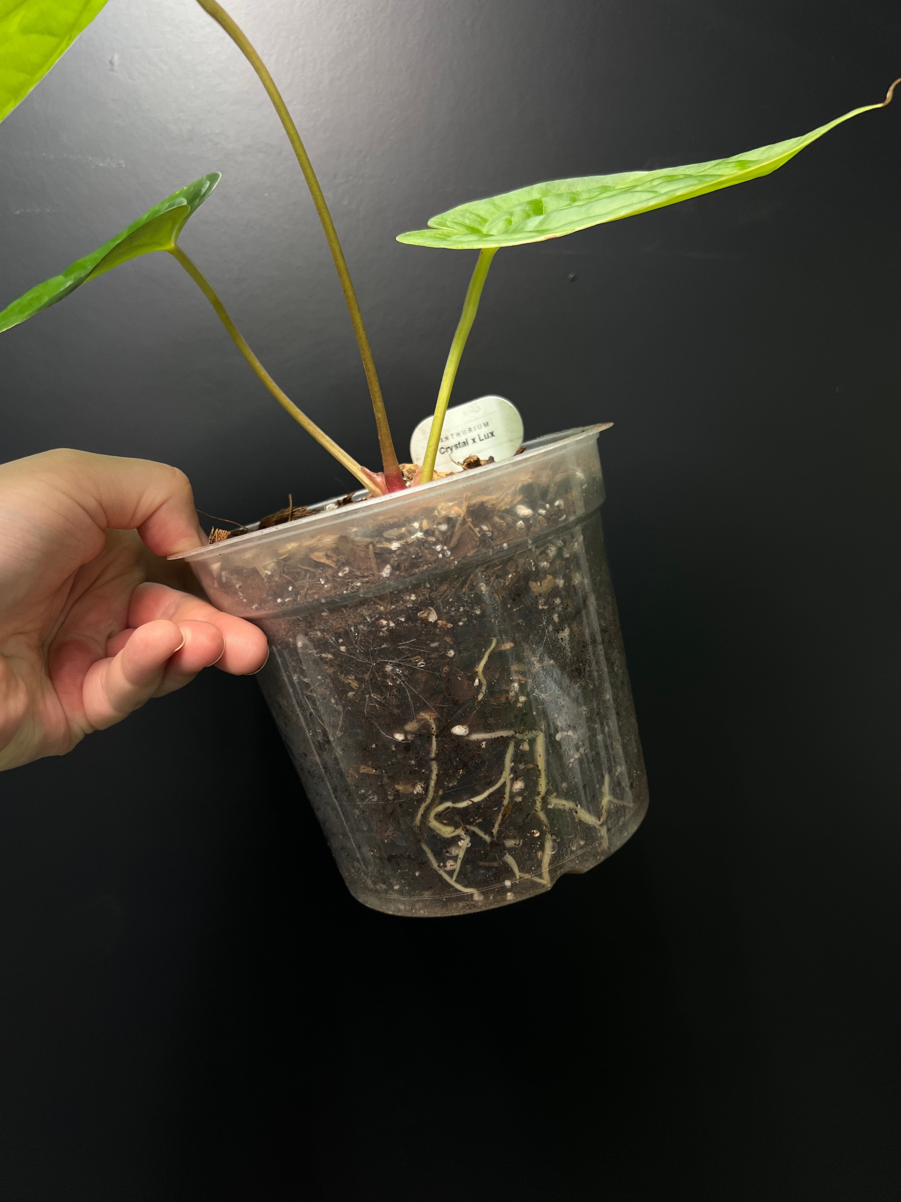 Anthurium Crystallinum x Luxurians