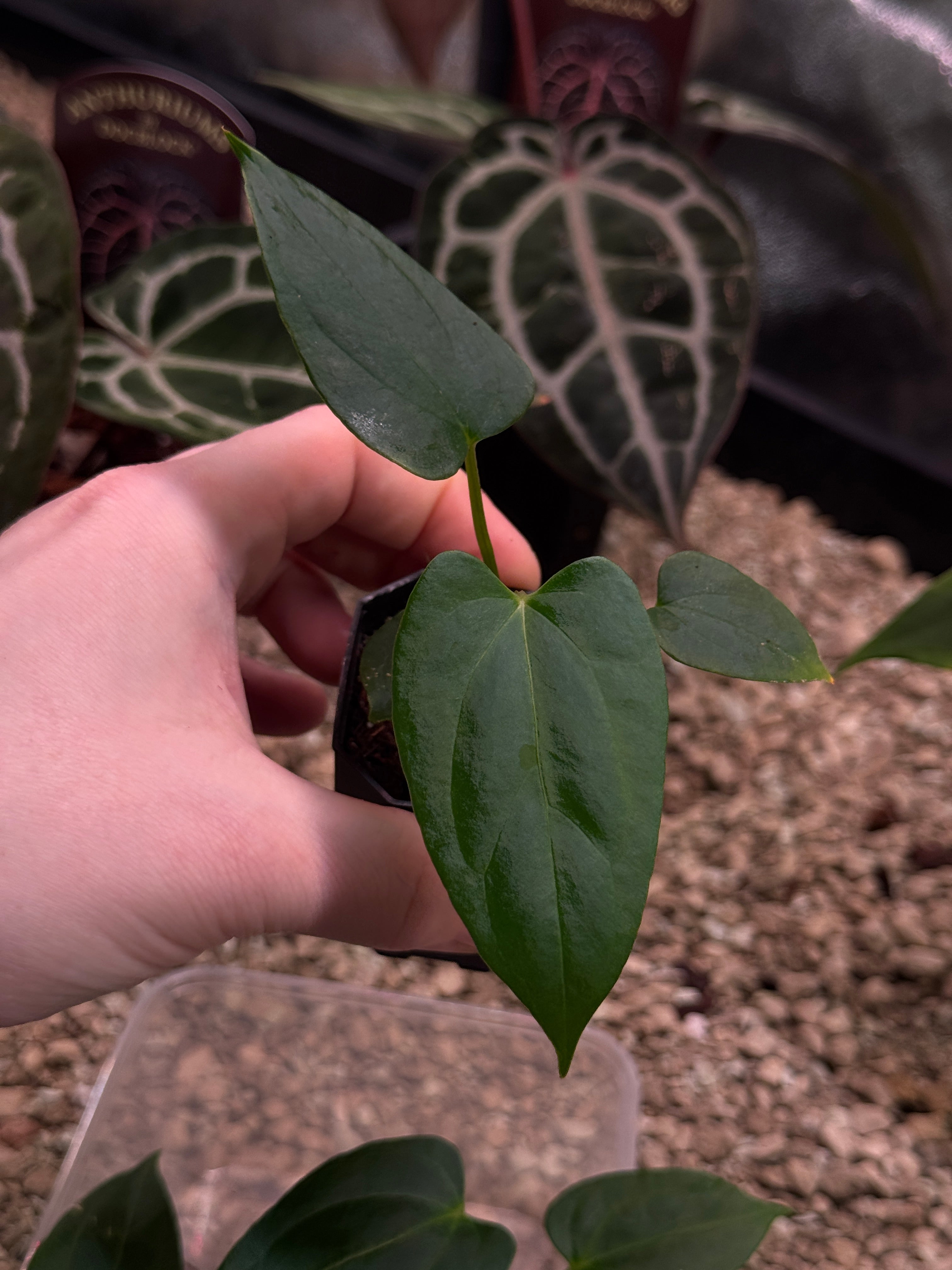Anthurium Fort Sherman S1 x (Ralph Lynam x Fort Sherman) Flat Sinus - SMUKHI