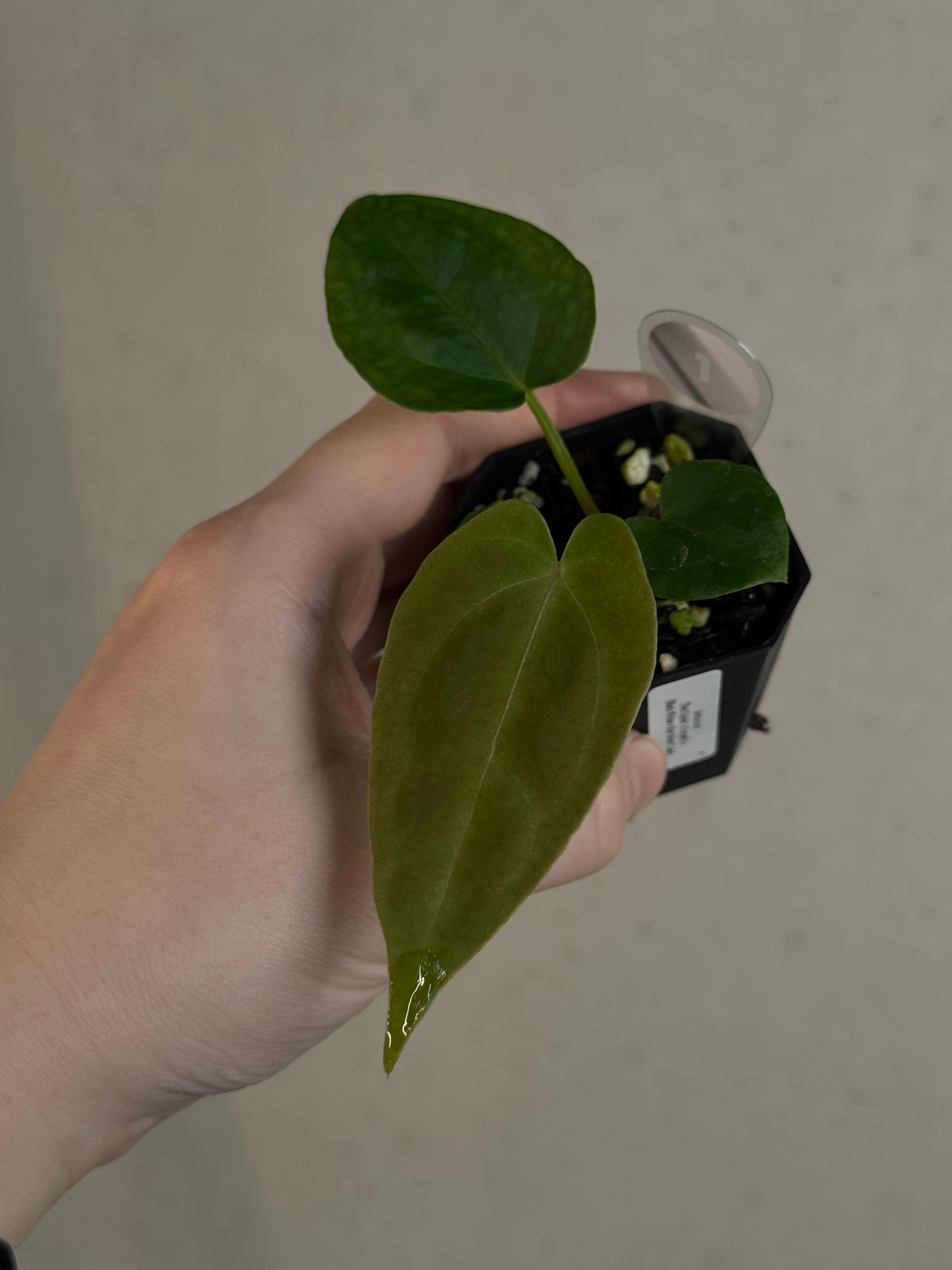Anthurium ('Red Spider' x Forgetii) x (Black Widow x Red Velvet Cake)