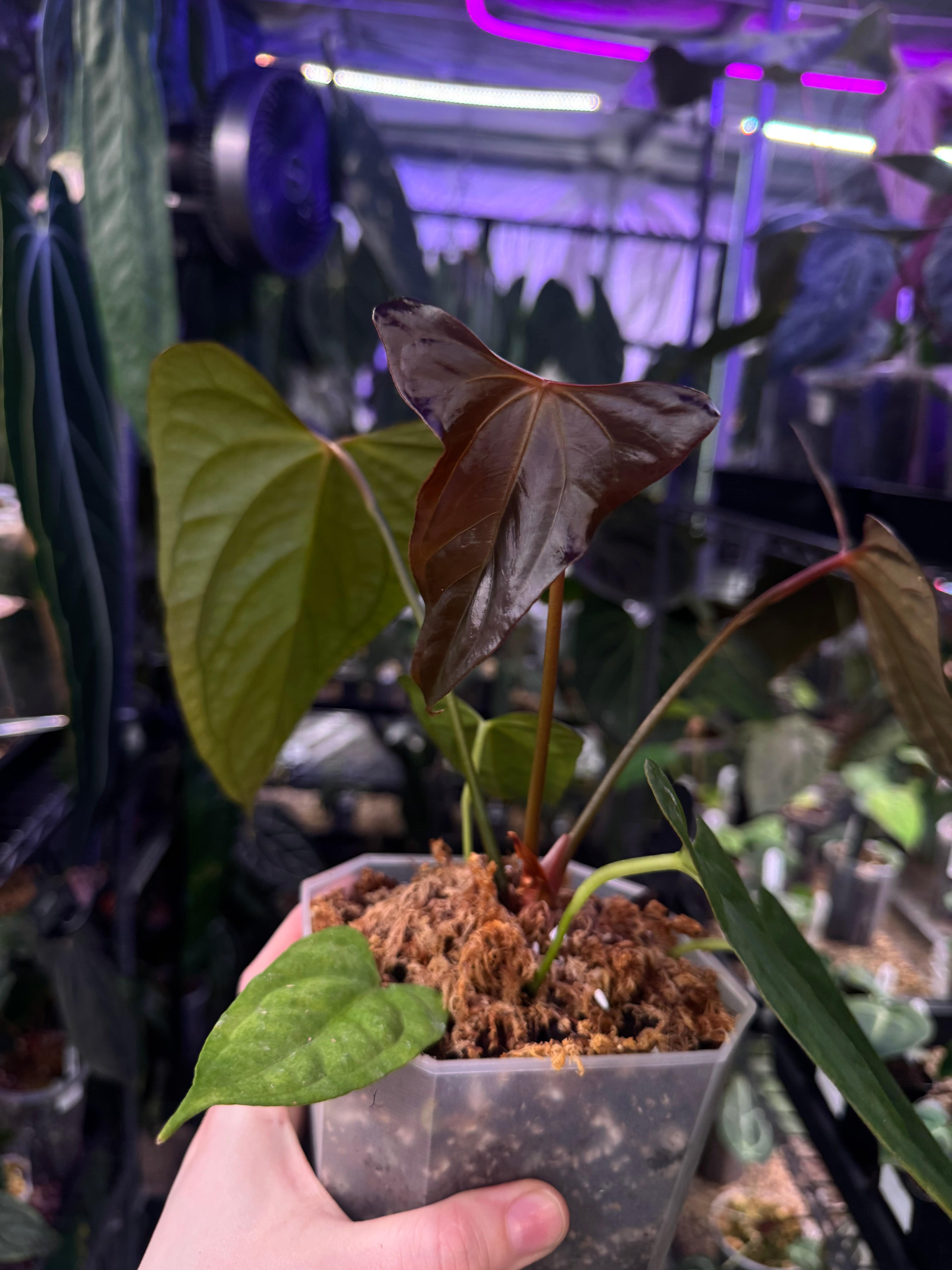 Anthurium Papillilaminum XOne x Indo Portillae - Clone - SMUKHI