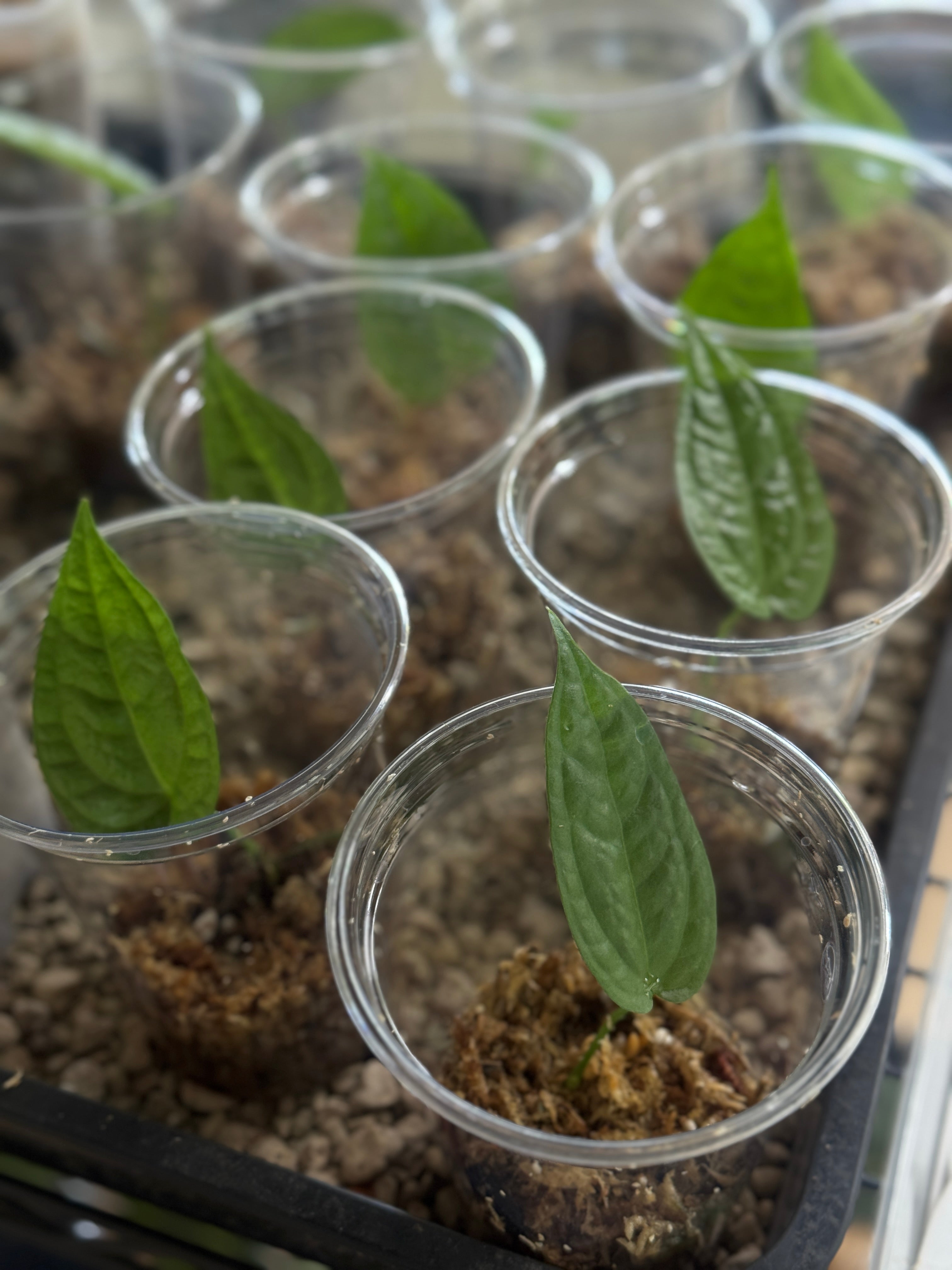 Anthurium sp. Limon - Clone