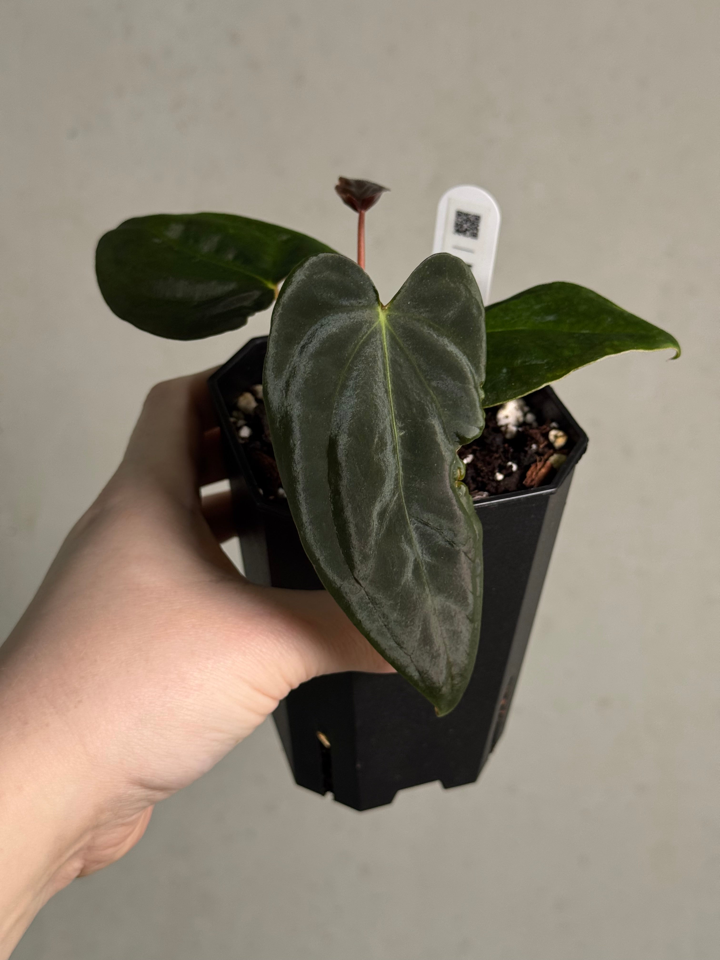 Anthurium FSxRL ‘Grim Reaper’ x Papillilaminum RA6 - Clone - SMUKHI