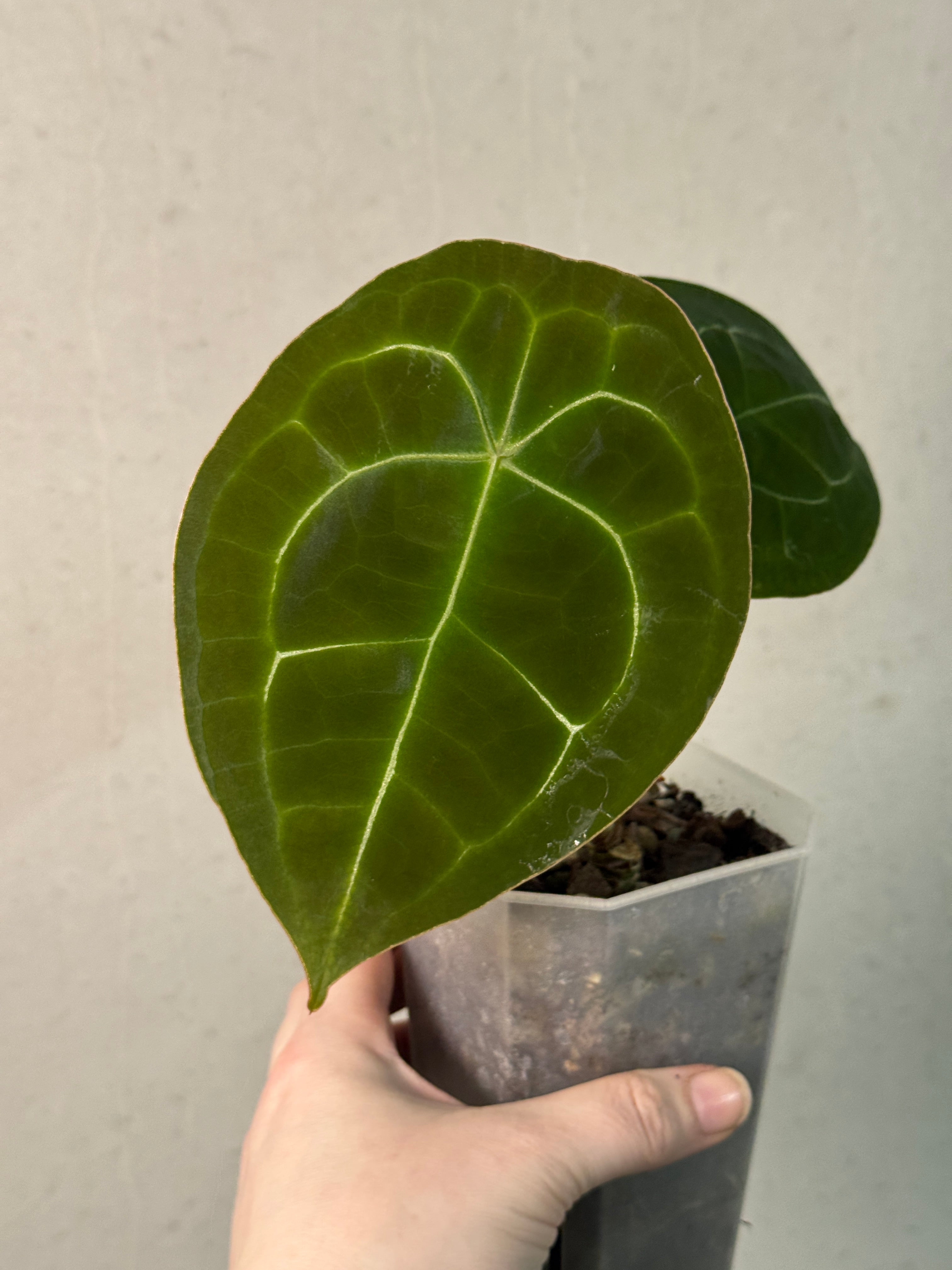 Anthurium Forgetii Silver/White Stripes - SMUKHI