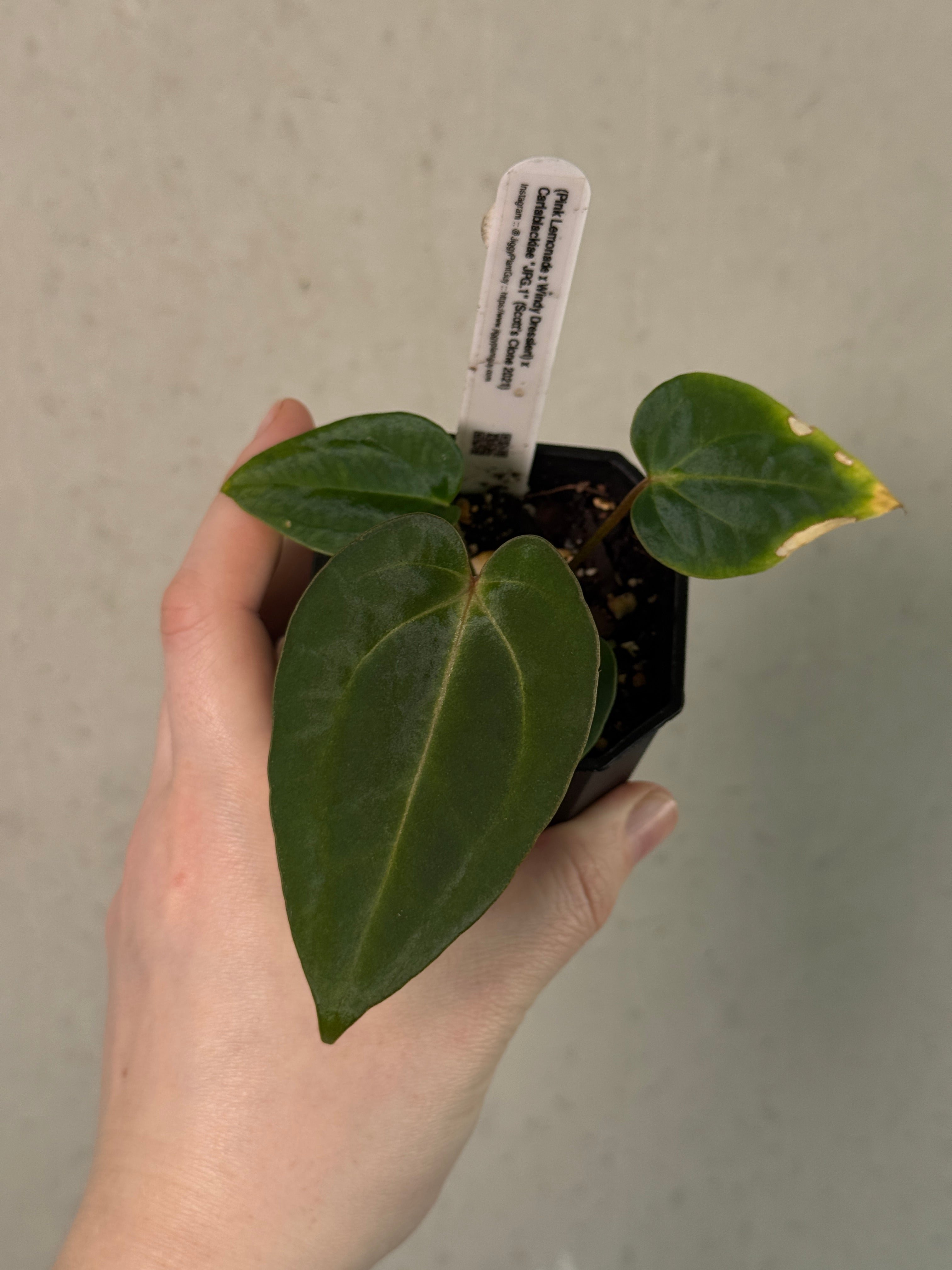 Anthurium (‘Pink Lemonade’ x Windy Dressleri) x Carlablackiae JPG.1