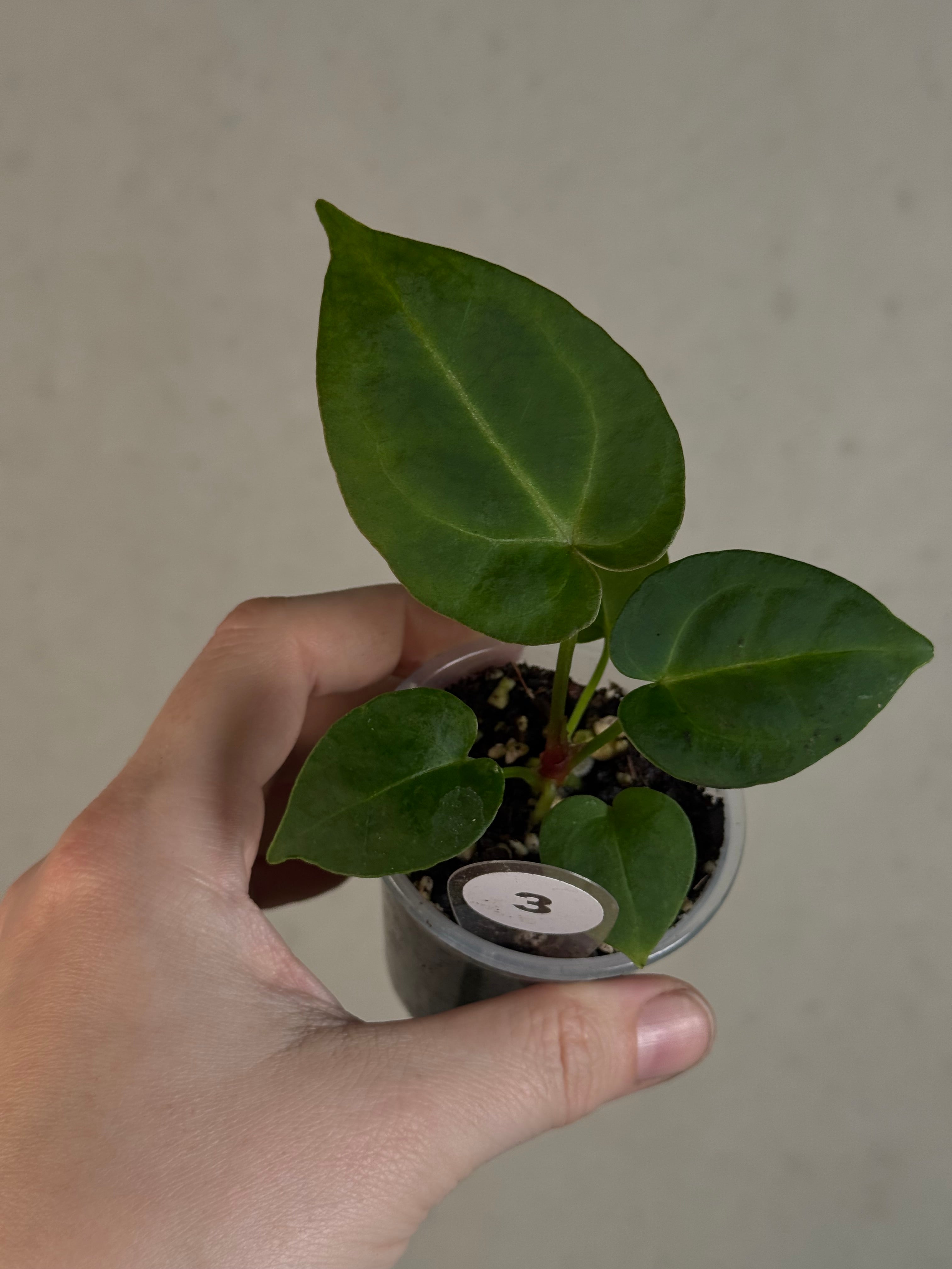 Anthurium (Papillilaminum x) x Crystallinum 'Silver Blush'