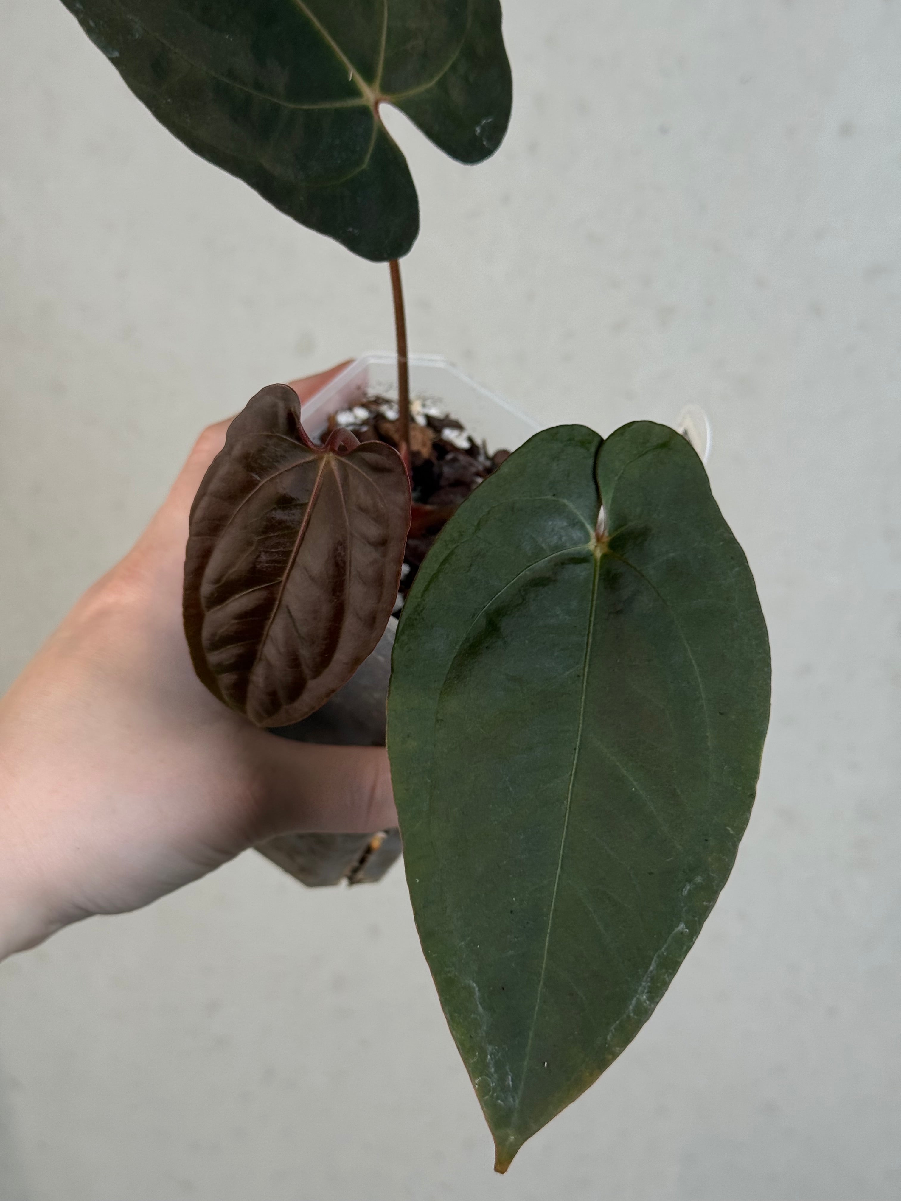 Anthurium Fort Sherman x Papillilaminum XOne