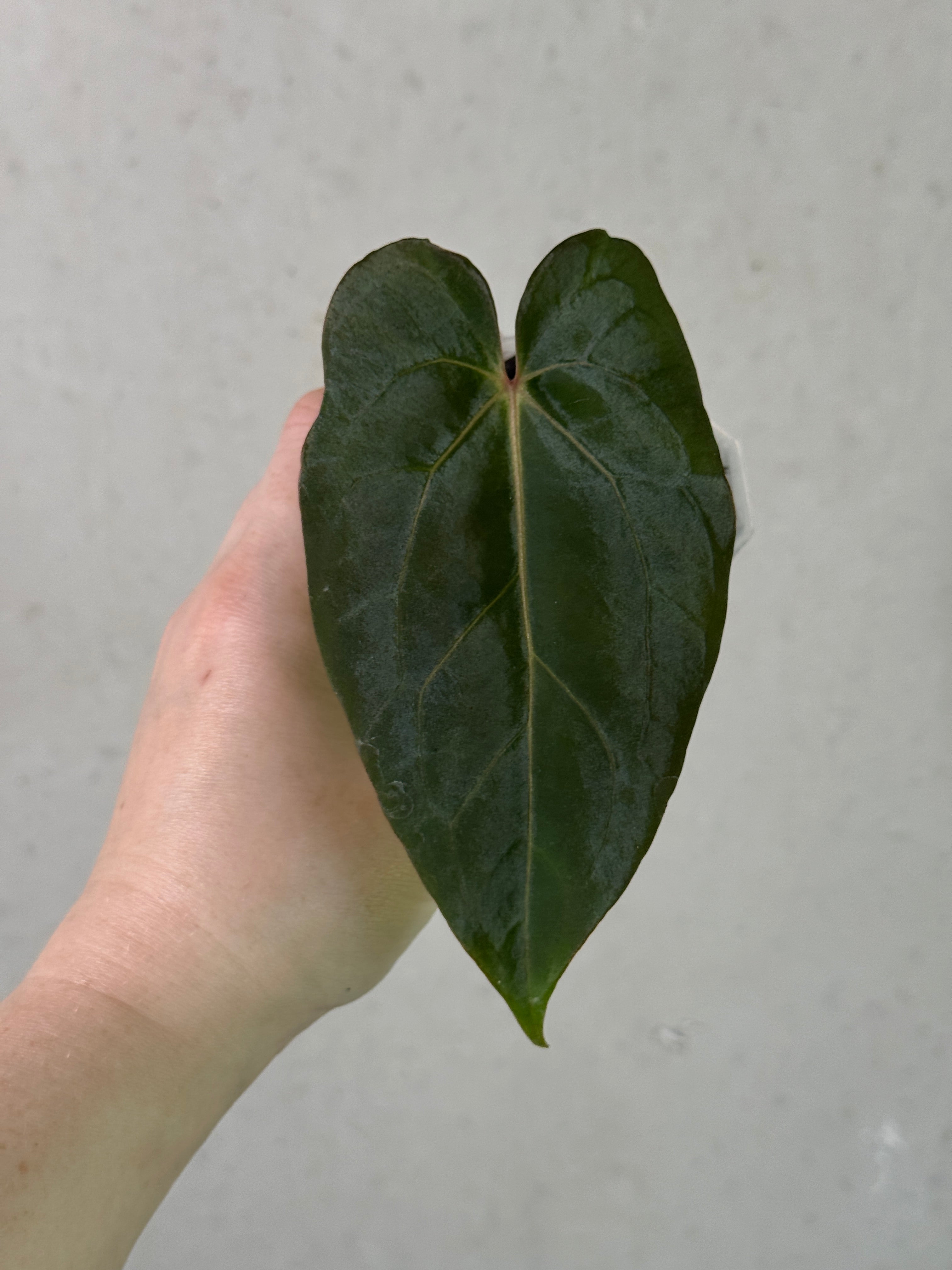 Crystallinaminum Anthurium Carlablackiae RD3 x FSxRL 'Grim Reaper' plant with dark, glossy leaves and vibrant spathes.
