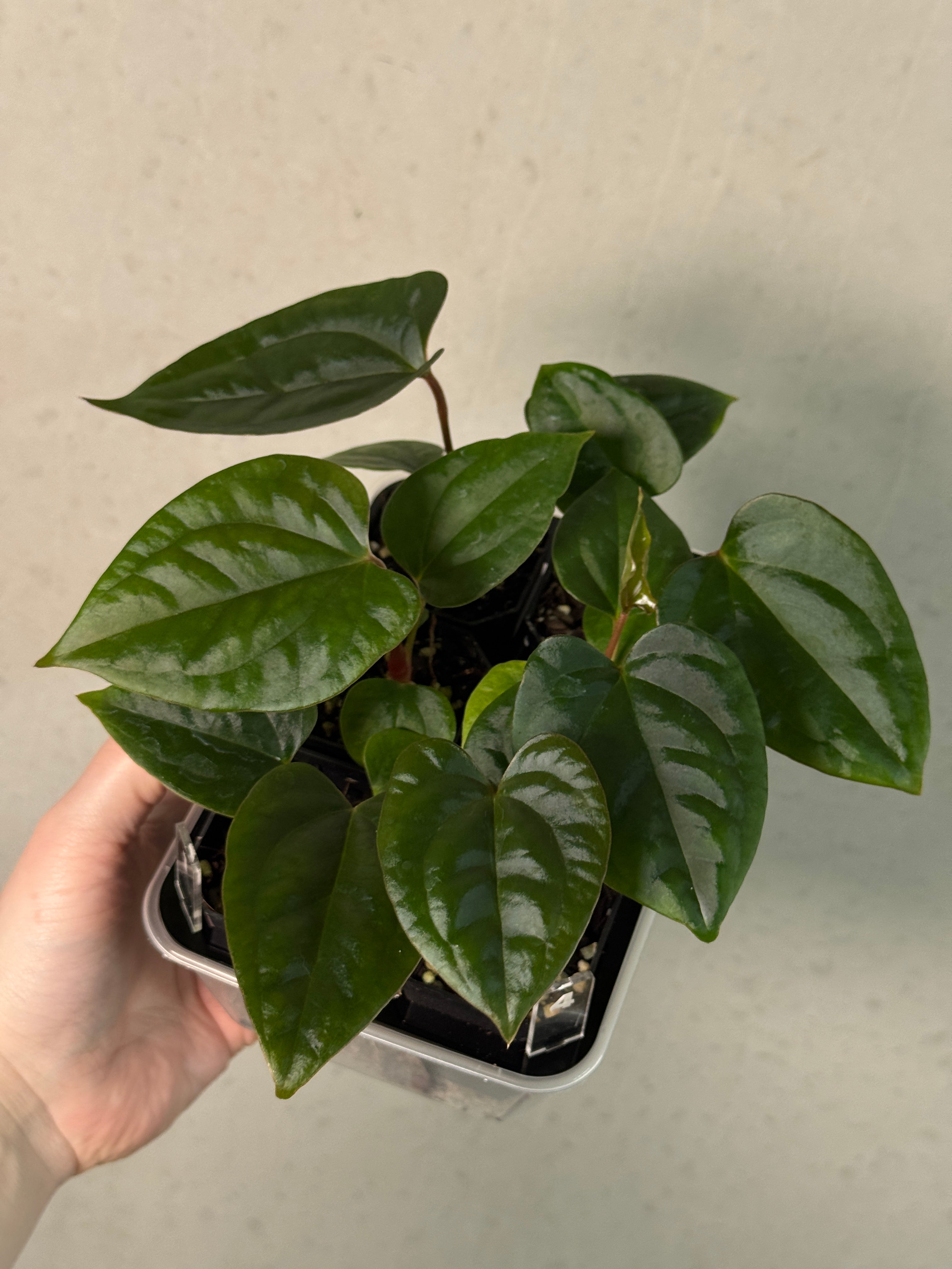 Anthurium (Dark Phoenix x Goliath) x (sp. Napo x Luxurians)